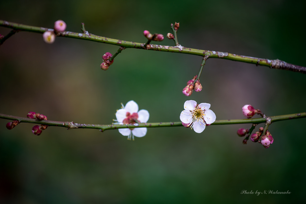 Nikon AF-S Nikkor 70-200mm F4G ED VR sample photo. * ume * photography