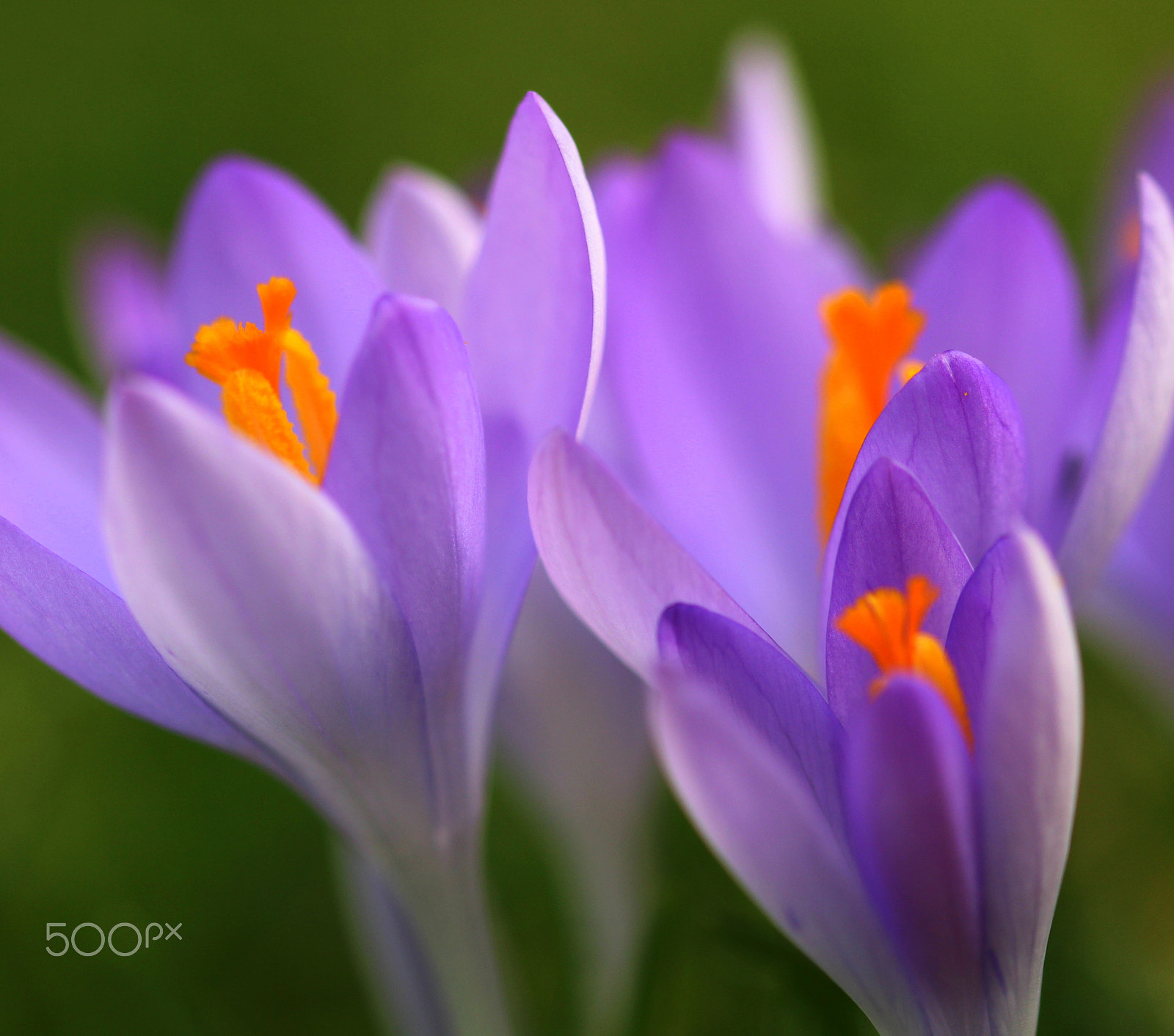 Sigma 105mm F2.8 EX DG OS HSM sample photo. Springtime photography