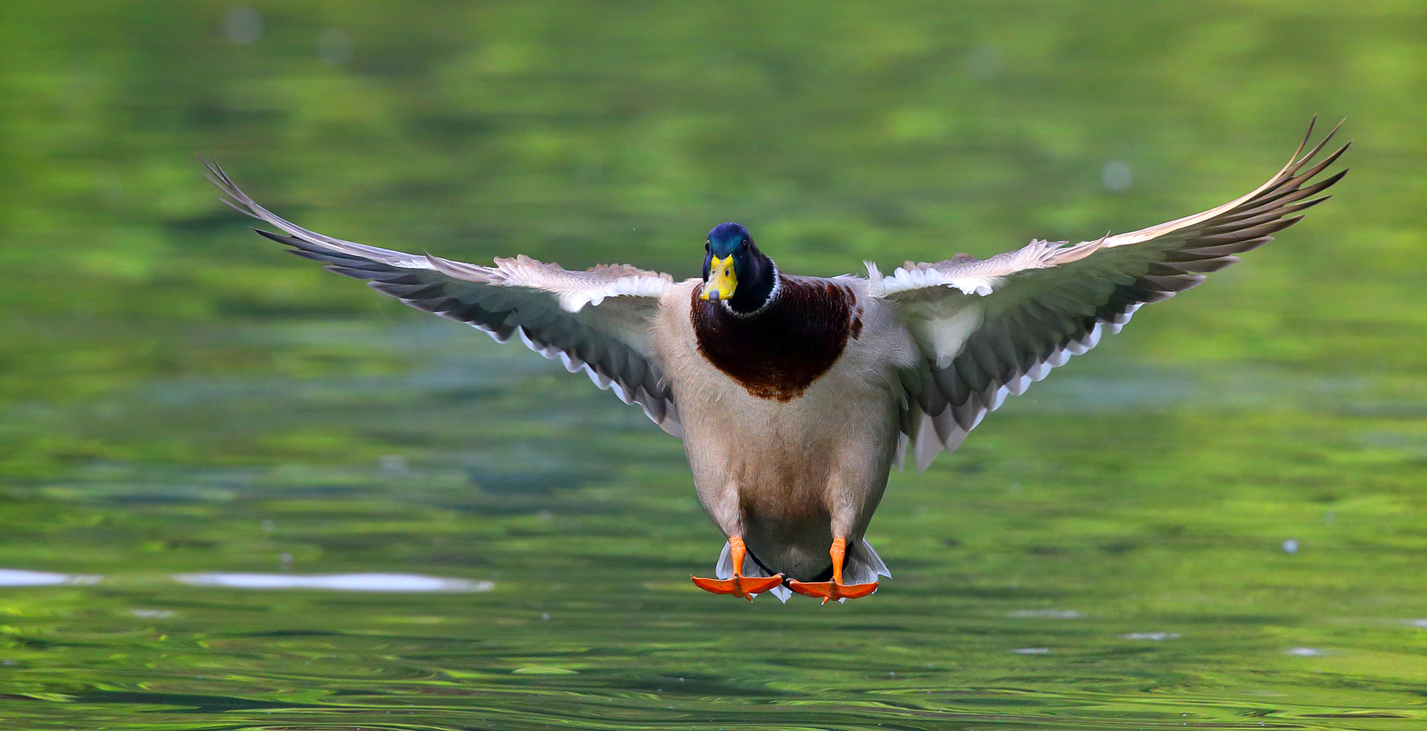 Canon EF 300mm F2.8L IS II USM sample photo. Anas platyrhynchos photography