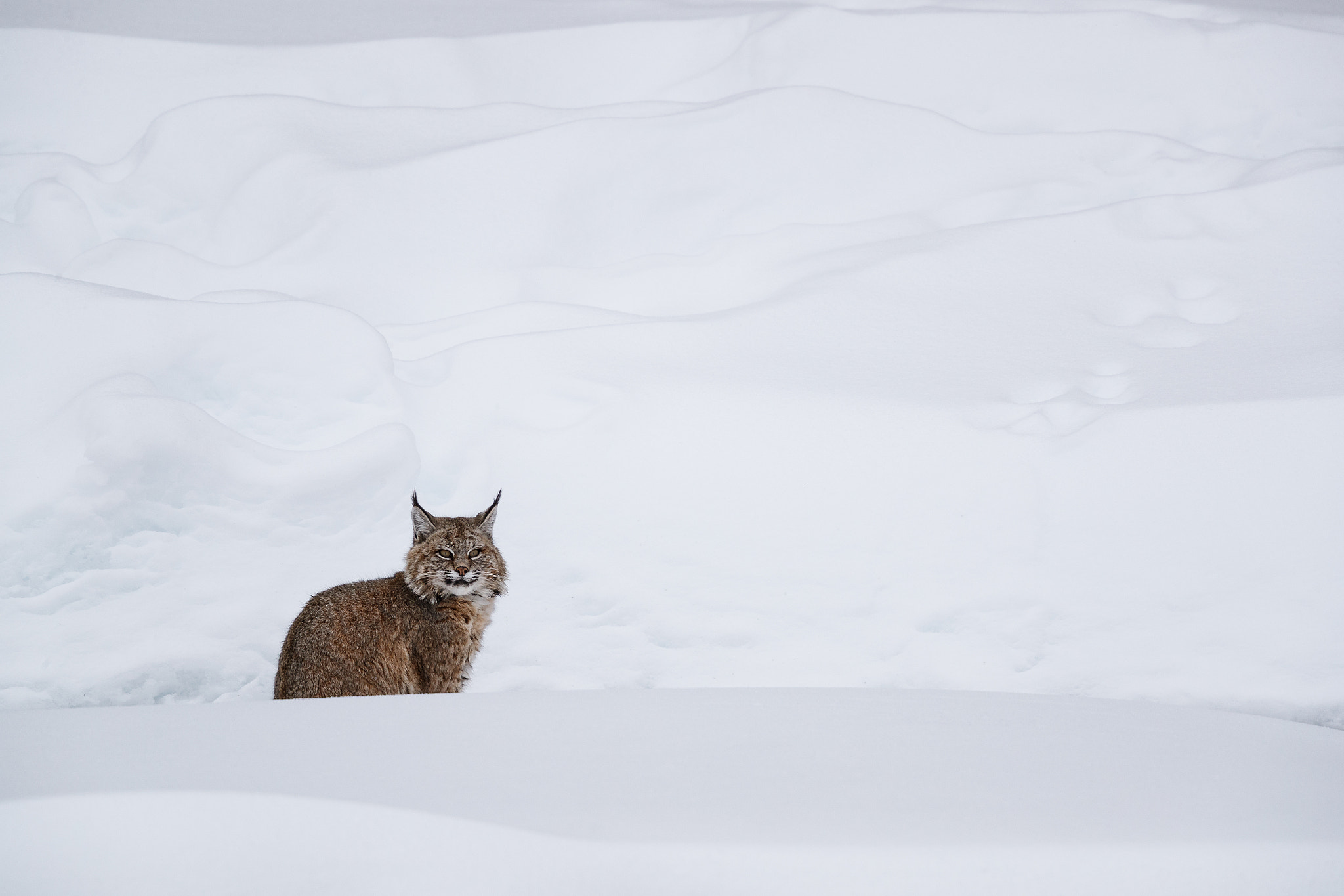 Canon EOS-1D X Mark II + Canon EF 500mm F4L IS II USM sample photo. Katamotz photography