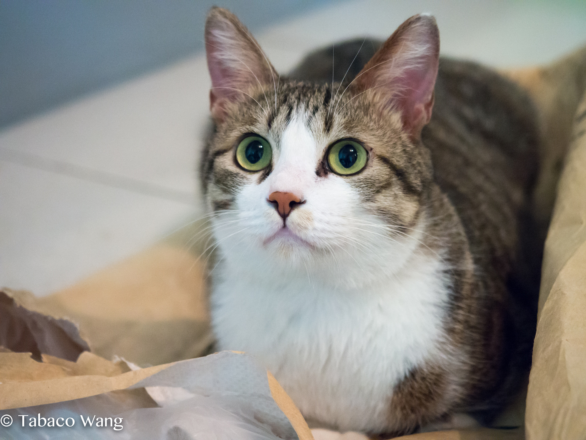 Olympus OM-D E-M5 + Olympus M.Zuiko Digital ED 12-40mm F2.8 Pro sample photo. Cute cat photography