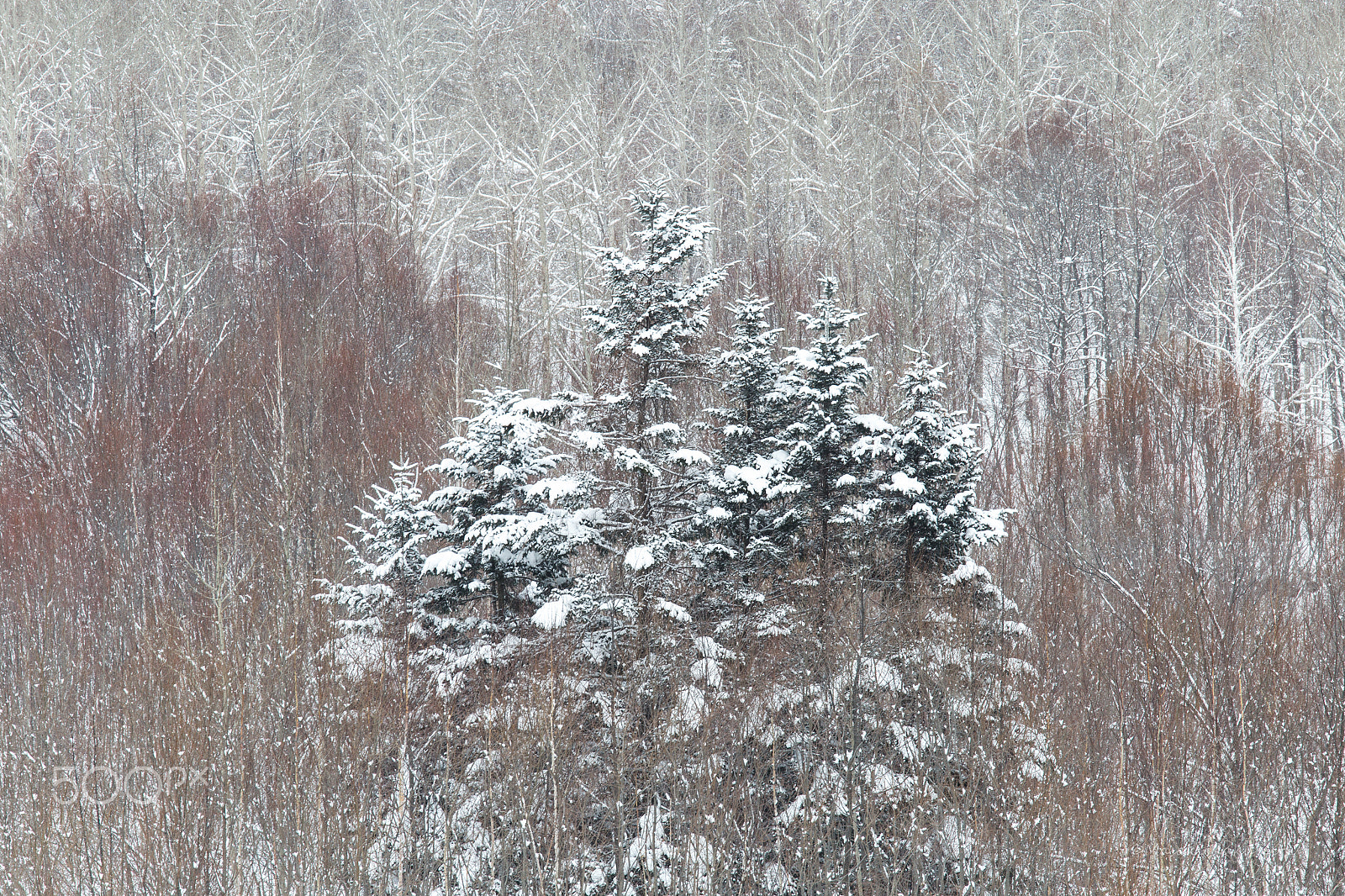 Canon EOS 6D sample photo. Winter festival photography