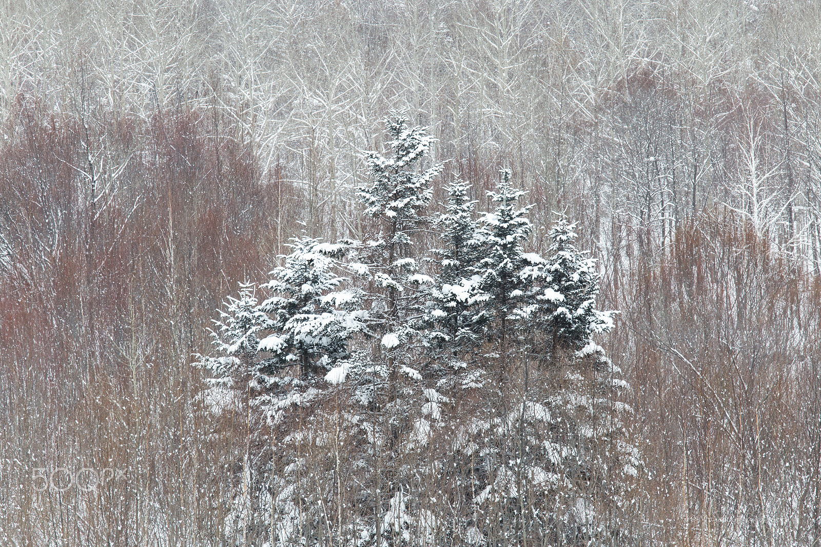 Canon EF 70-200mm F4L IS USM sample photo. Winter festival photography