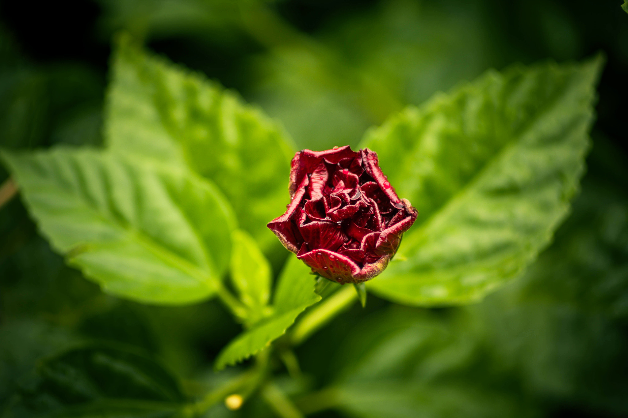 Canon EOS 60D + Canon EF 70-210mm f/4 sample photo. Flower photography