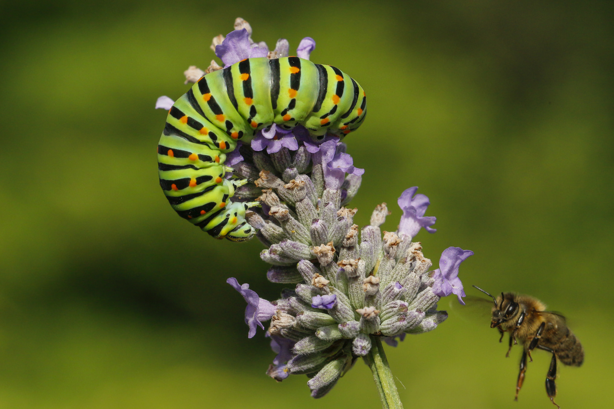 Canon EF 100mm F2.8L Macro IS USM sample photo. Caterpillar photography