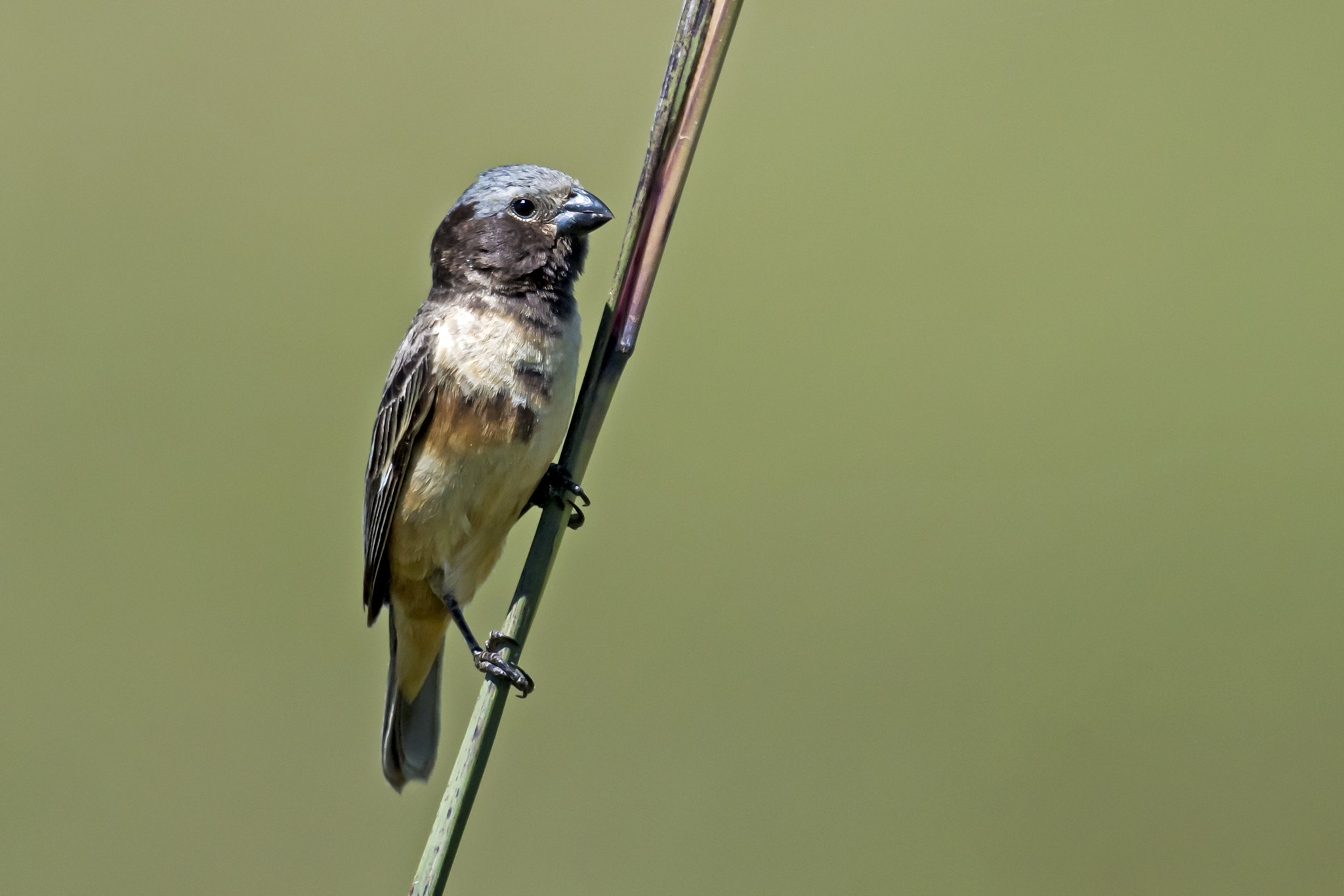 Nikon AF-S Nikkor 800mm F5.6E FL ED VR sample photo. Ibera seedeater - another individual photography
