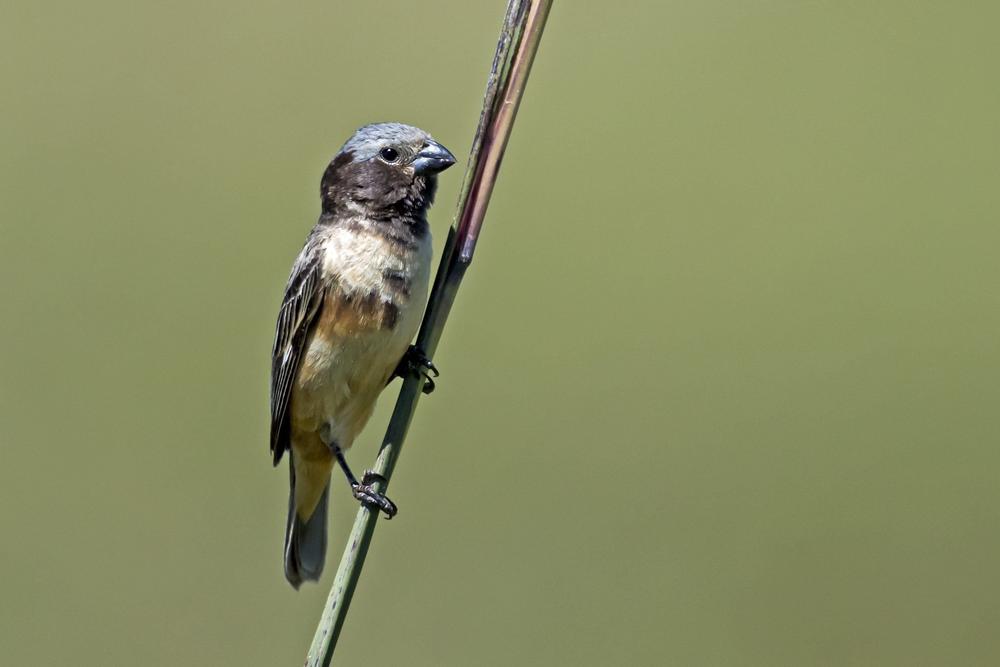 Nikon D5 sample photo. Ibera seedeater - another individual photography