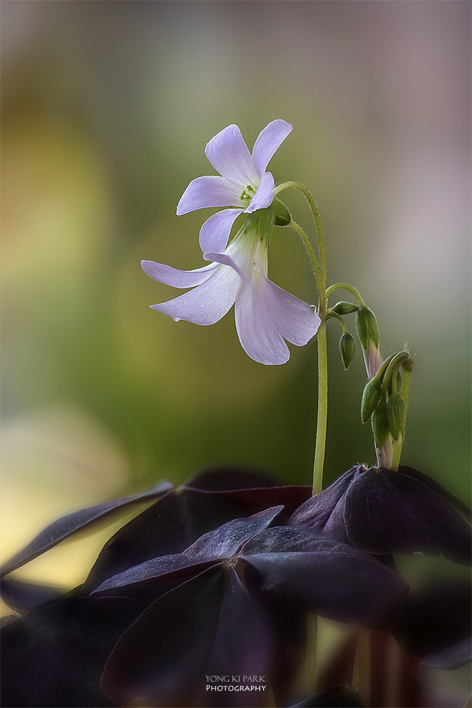 Pentax smc D-FA 100mm F2.8 Macro WR sample photo. Spring is love photography