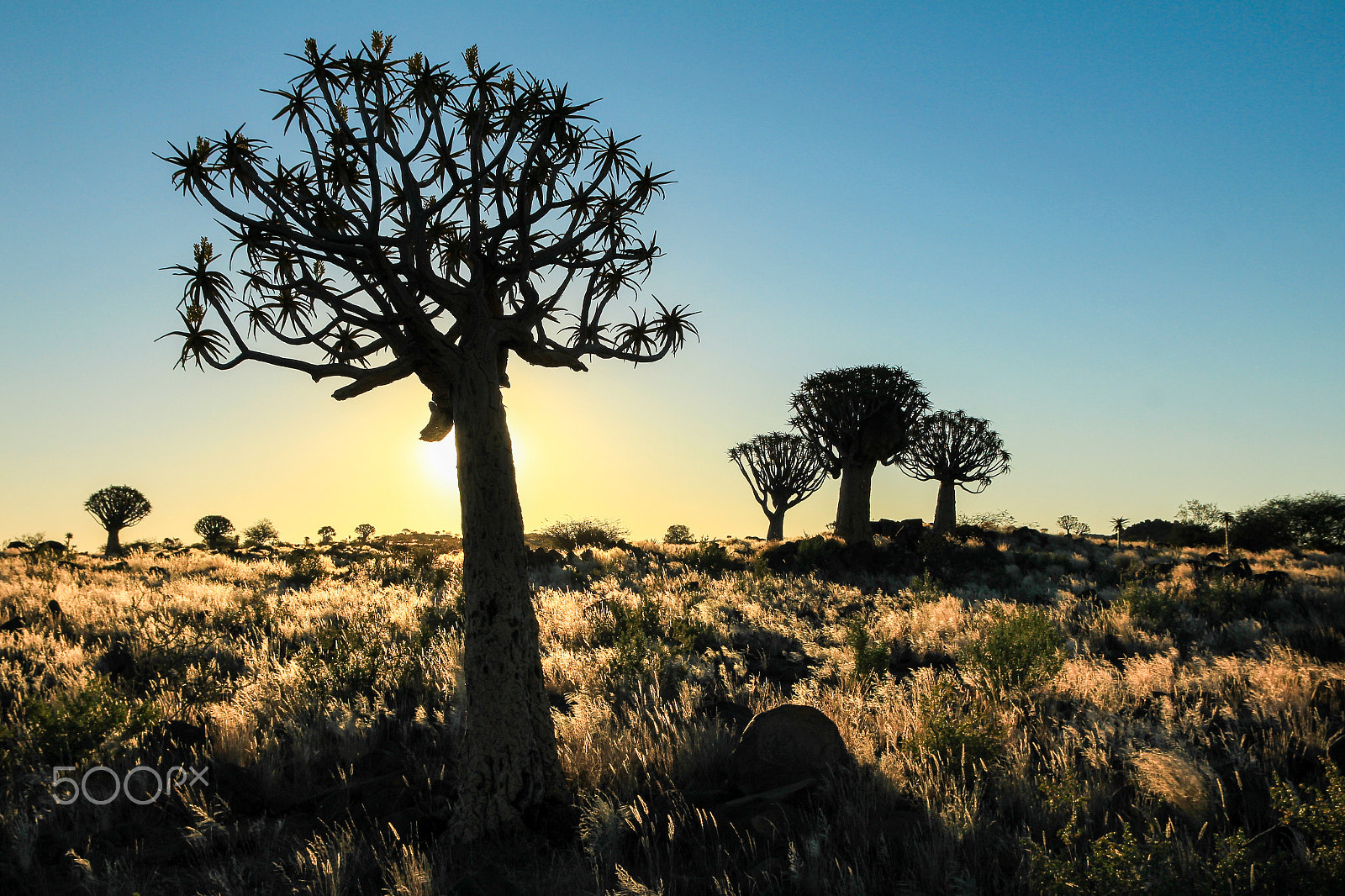 Canon EOS 550D (EOS Rebel T2i / EOS Kiss X4) sample photo. Beautiful african sunset with silhouetted quiver trees and illuminated grass. photography