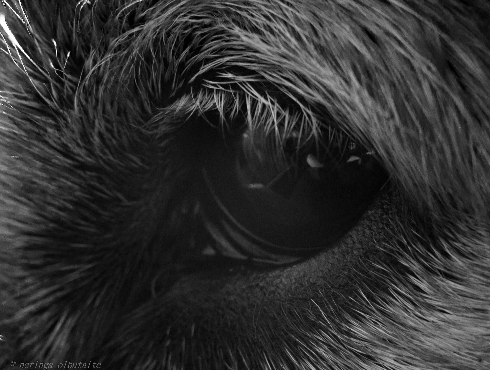 Canon EF 70-300mm F4-5.6 IS USM sample photo. Sad look photography