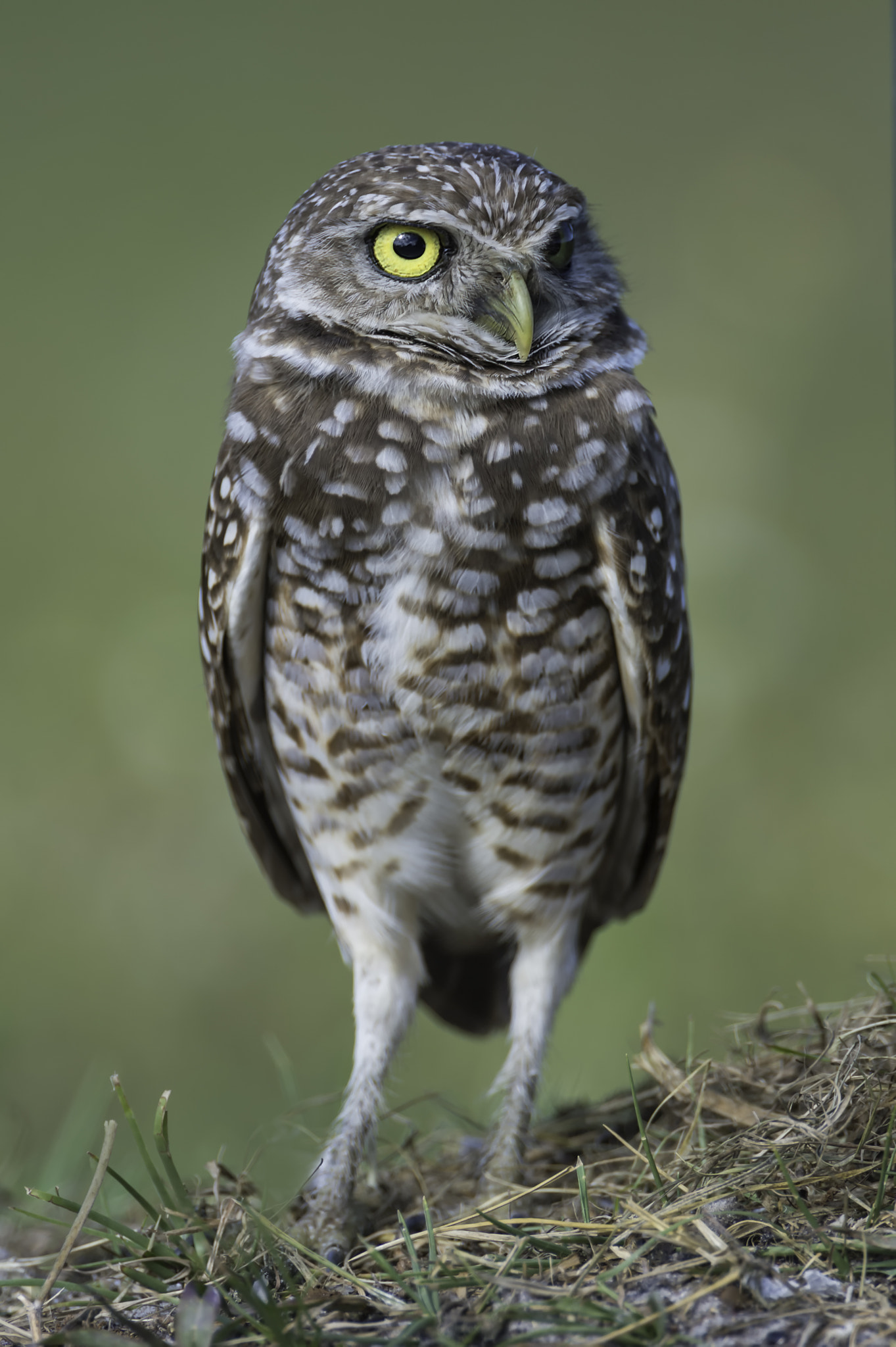 Nikon D4 + Nikon AF-S Nikkor 600mm F4G ED VR sample photo. The eye... photography