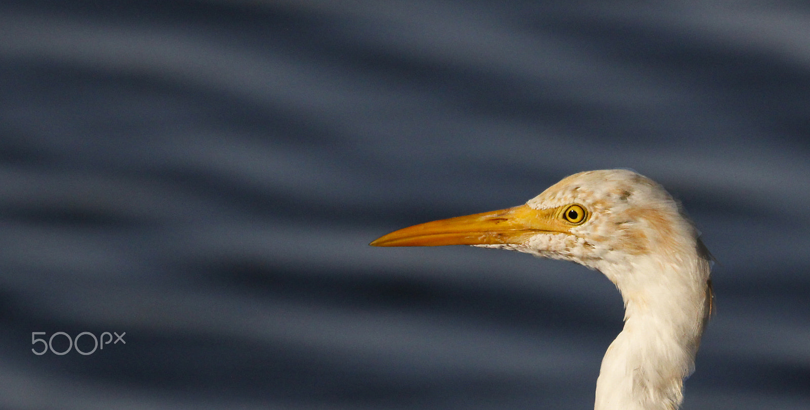 Sigma 150-600mm F5-6.3 DG OS HSM | C sample photo. Egret photography