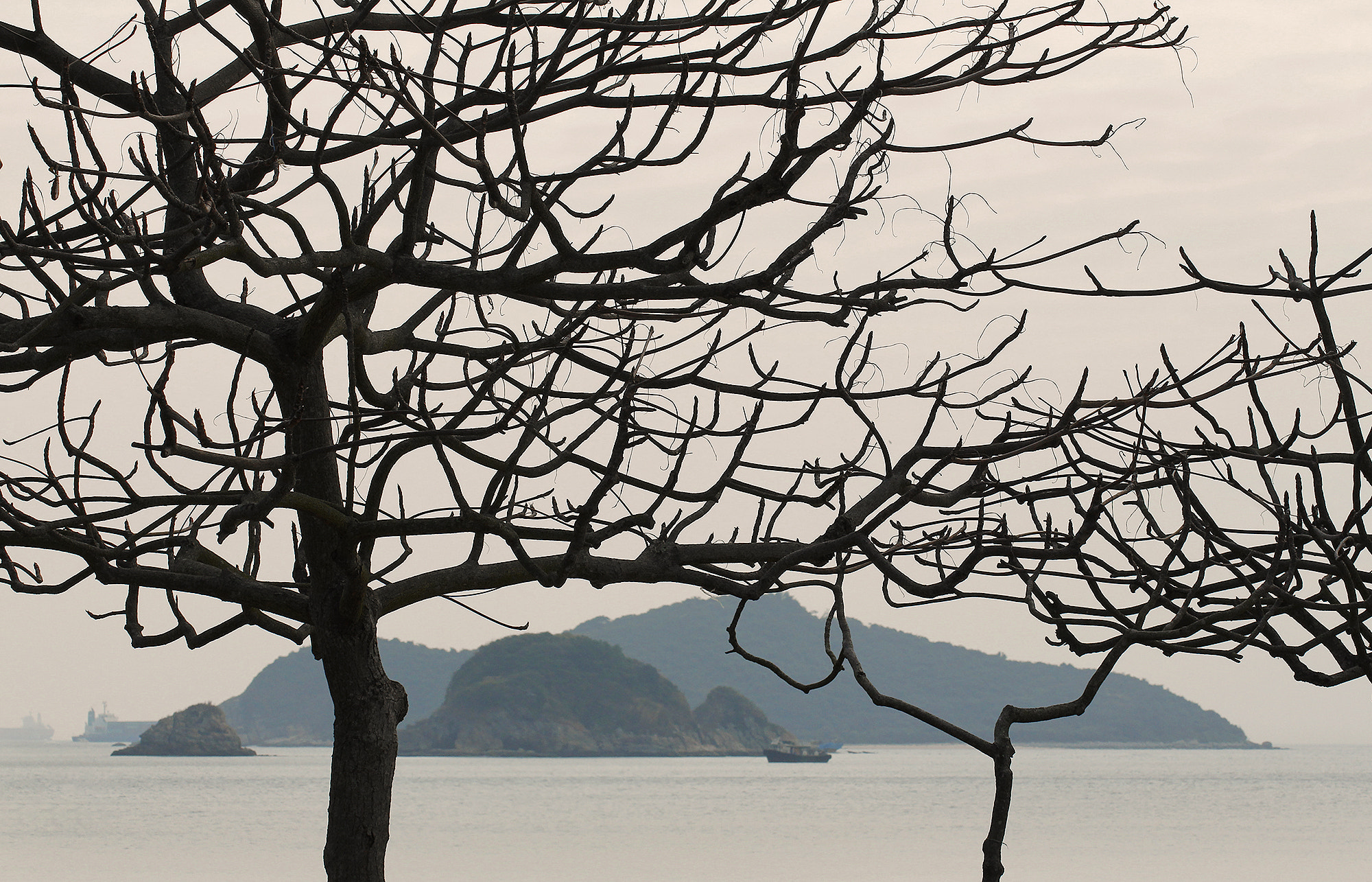 Canon EOS 60D sample photo. Barren trees photography