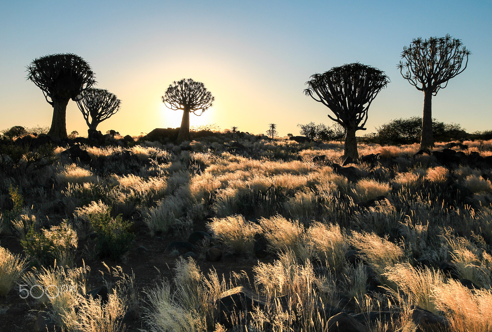 Canon EOS 550D (EOS Rebel T2i / EOS Kiss X4) sample photo. Beautiful african sunset with silhouetted quiver trees and illuminated grass. photography