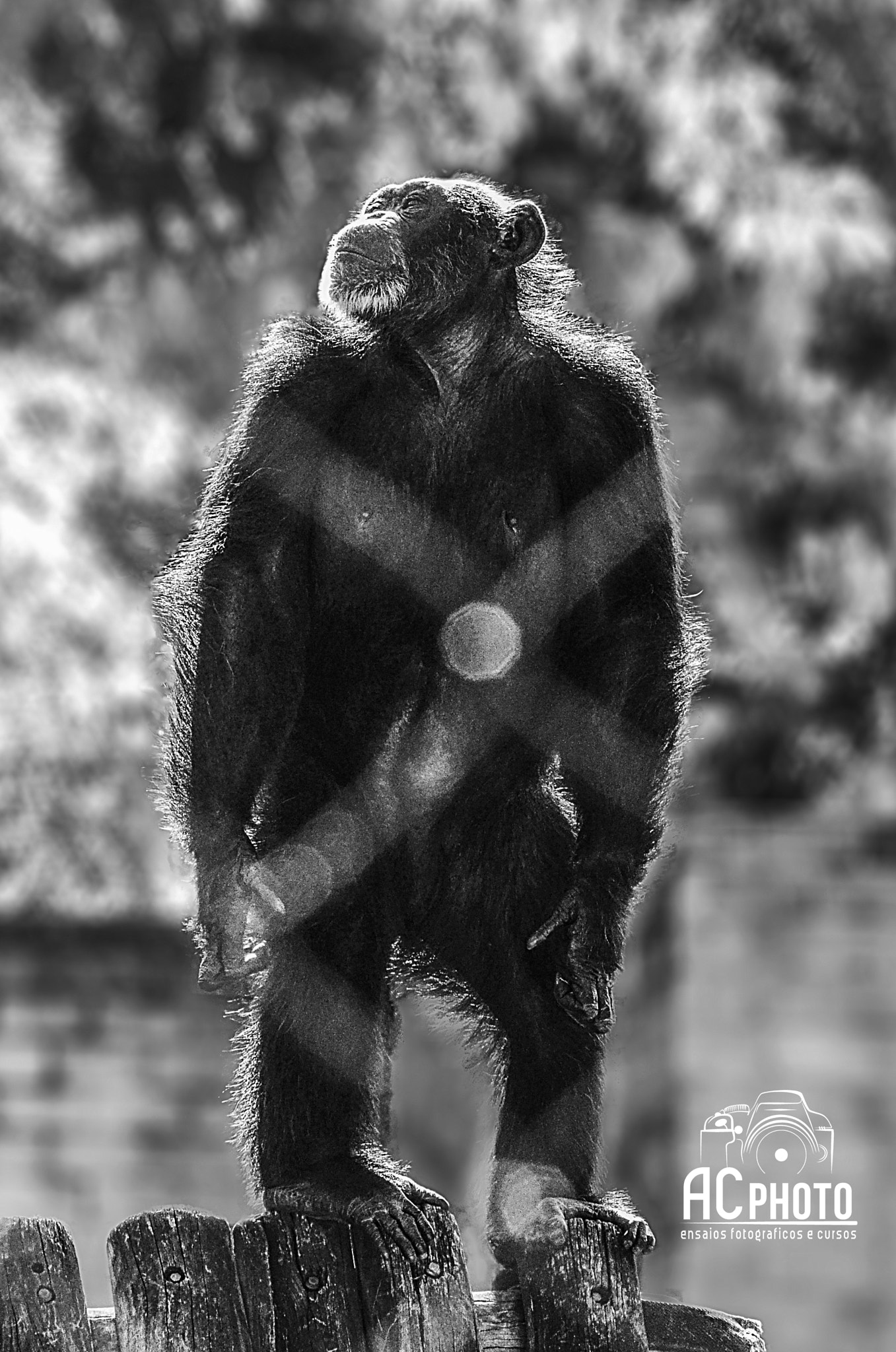 Sigma 70-300mm F4-5.6 APO DG Macro sample photo. Chimpanzé photography