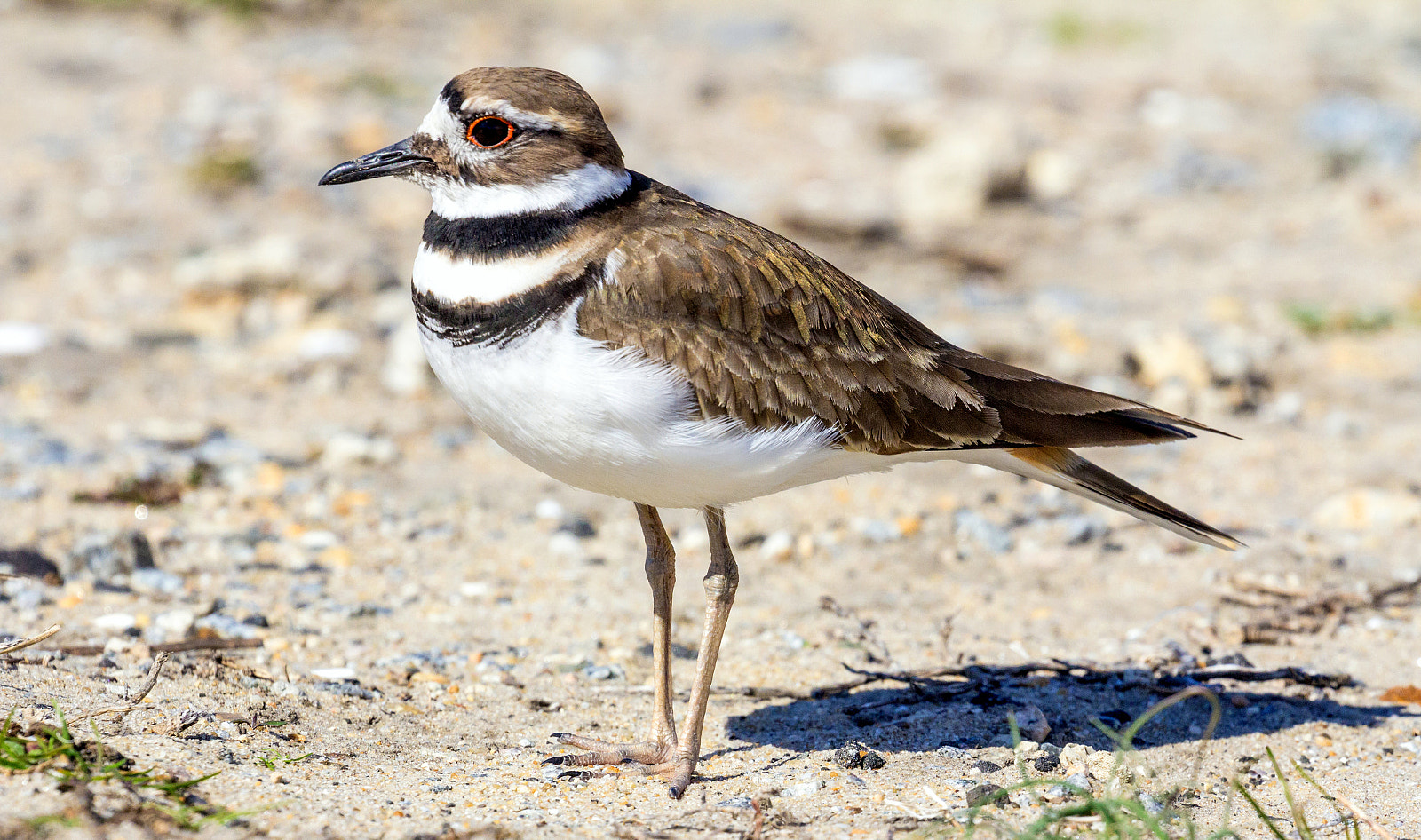 Canon EOS 60D sample photo. Killdeer photography