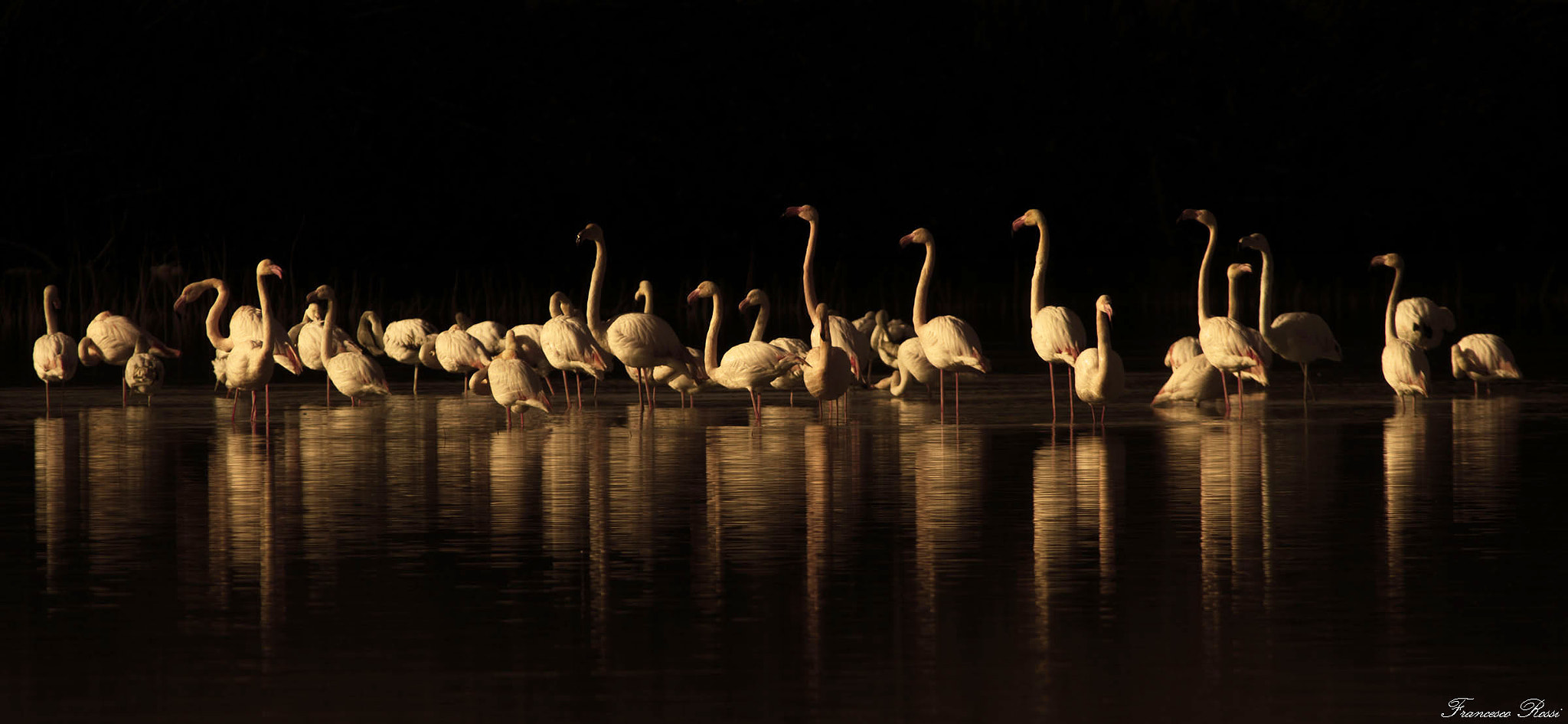 Canon EOS 7D sample photo. Flamingos "in black" photography