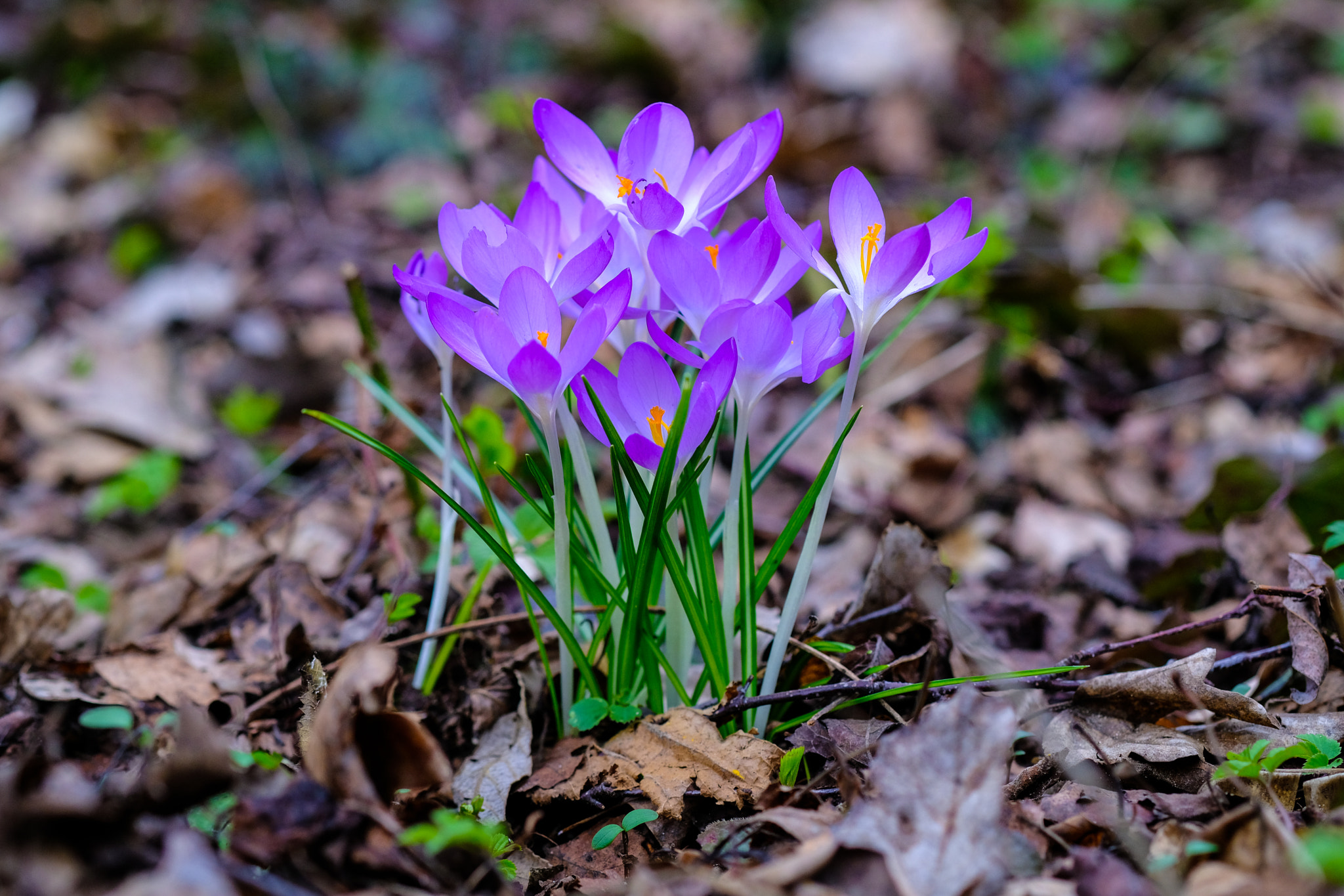 Fujifilm X-T2 + Fujifilm XF 60mm F2.4 R Macro sample photo. Die ersten frühlingsboten photography