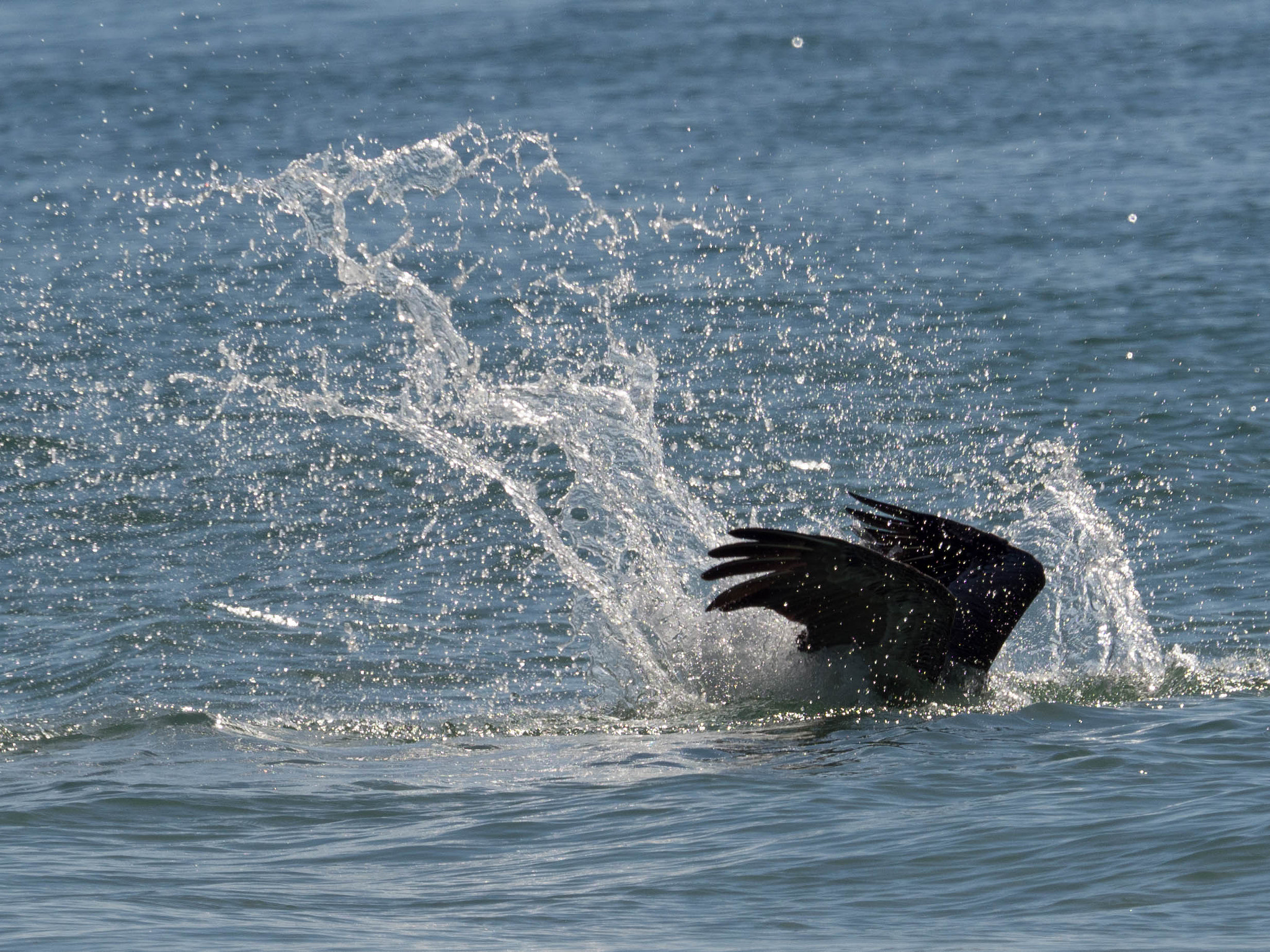 Olympus OM-D E-M1 Mark II + Olympus M.Zuiko Digital ED 40-150mm F2.8 Pro sample photo. Water wings... photography