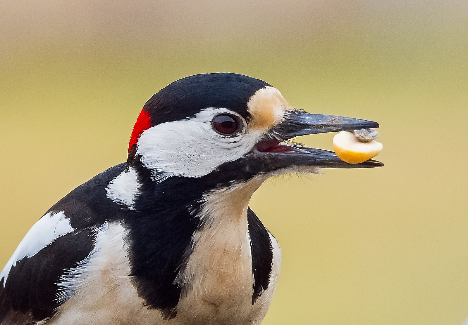 Sigma 120-400mm F4.5-5.6 DG OS HSM sample photo. Great spotted woodpecker photography