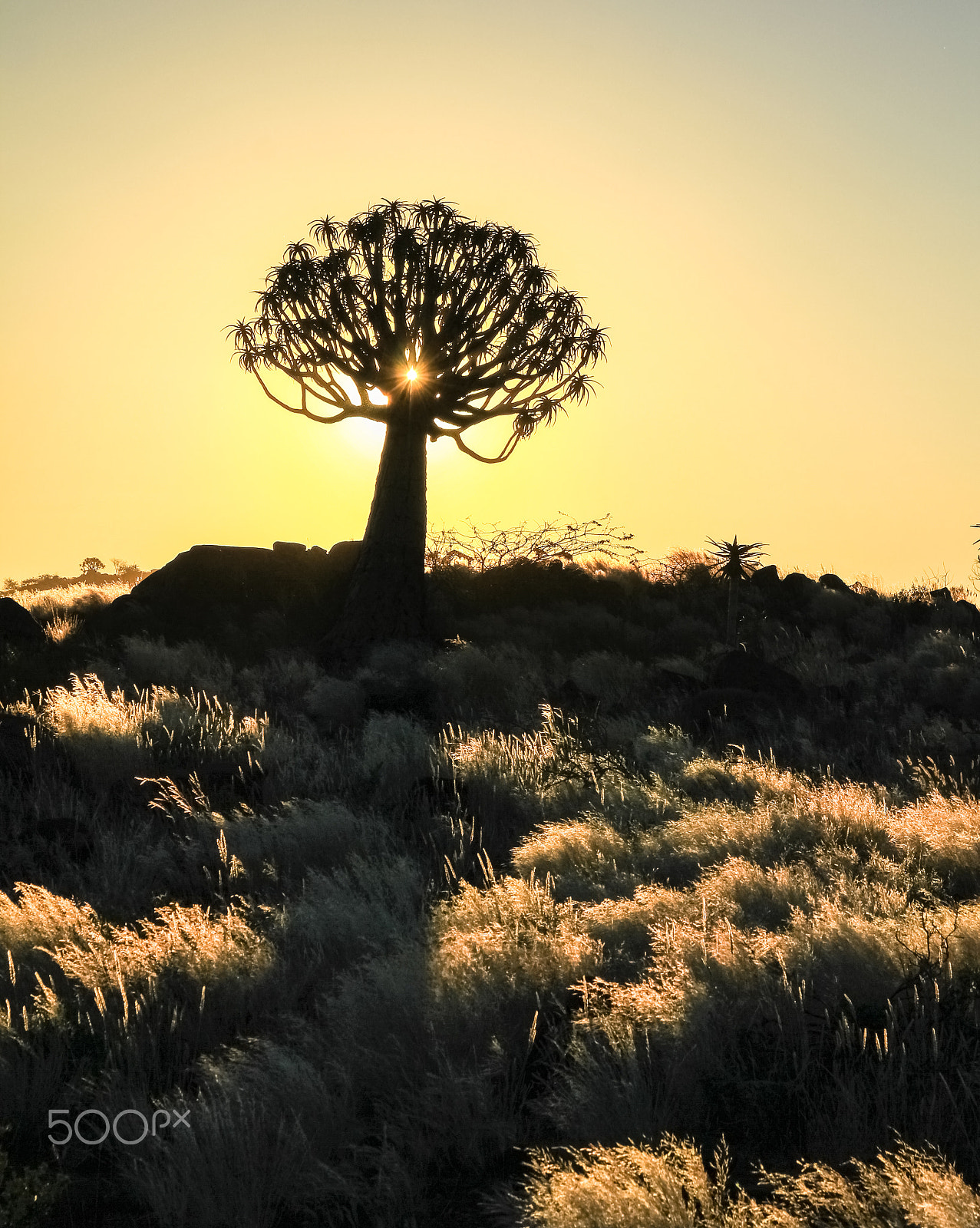 Canon EOS 550D (EOS Rebel T2i / EOS Kiss X4) sample photo. Beautiful african sunset with silhouetted quiver trees and illuminated grass. photography
