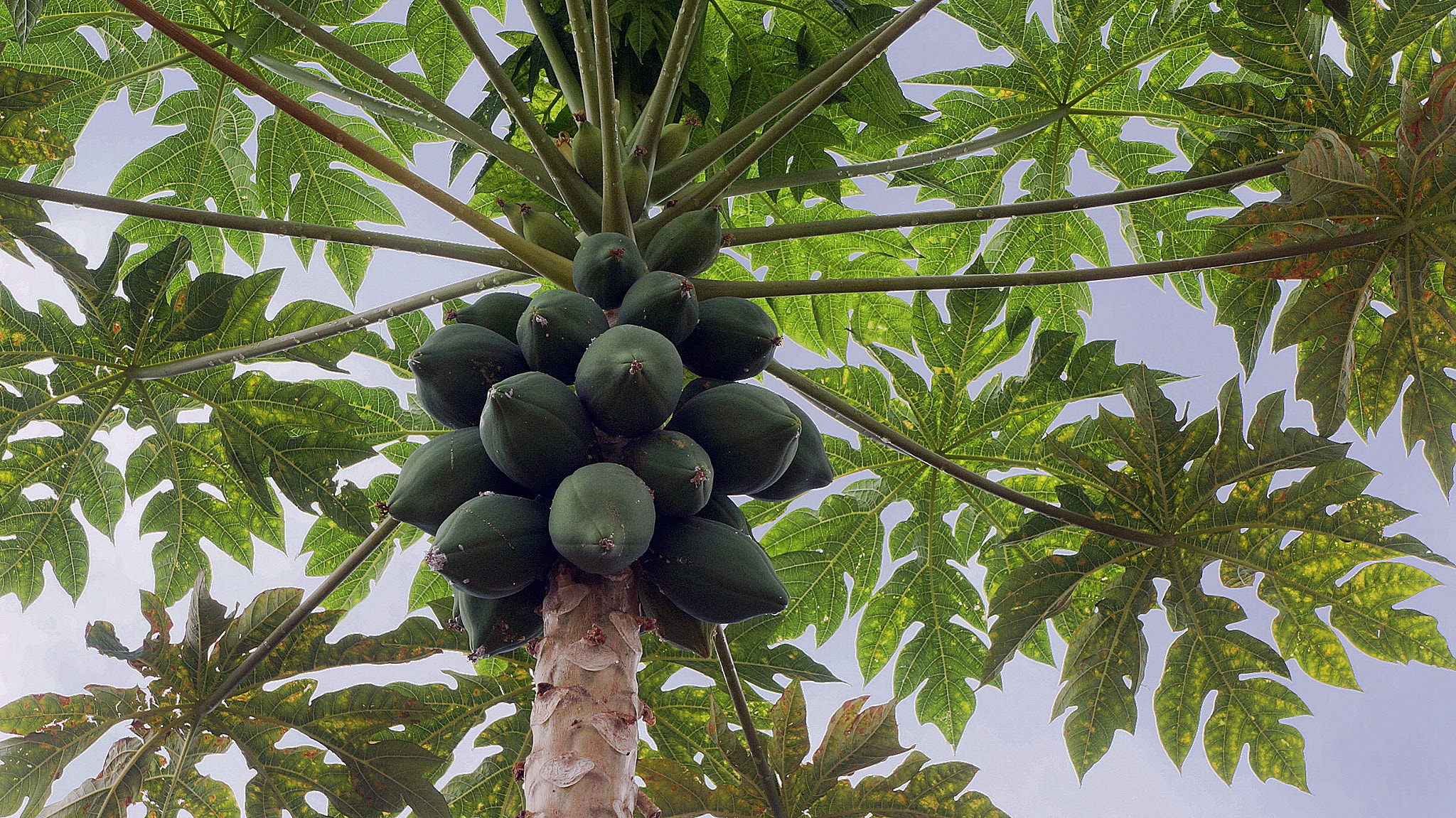Sony E 18-55mm F3.5-5.6 OSS sample photo. Papaya baby photography