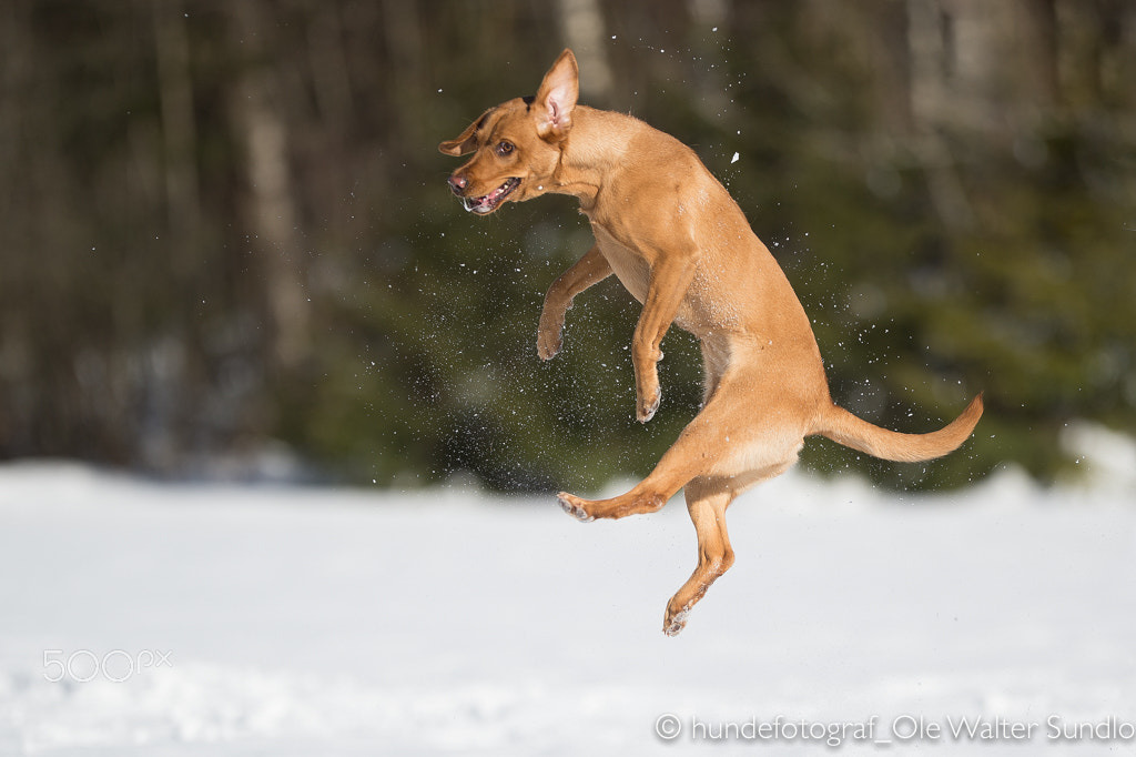 Nikon AF-S Nikkor 200mm F2G ED-IF VR sample photo. Snow!!! photography