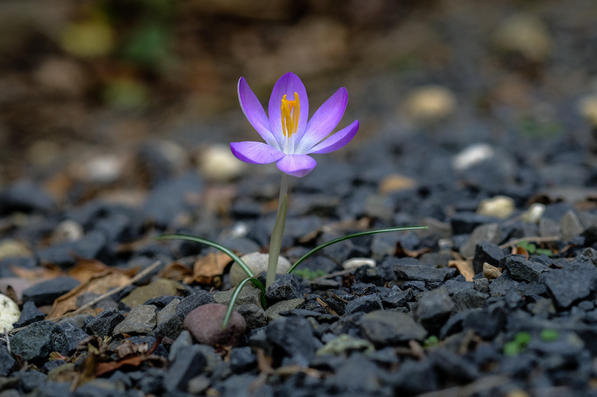 Fujifilm XF 60mm F2.4 R Macro sample photo. Sie bahnt sich ihren weg photography