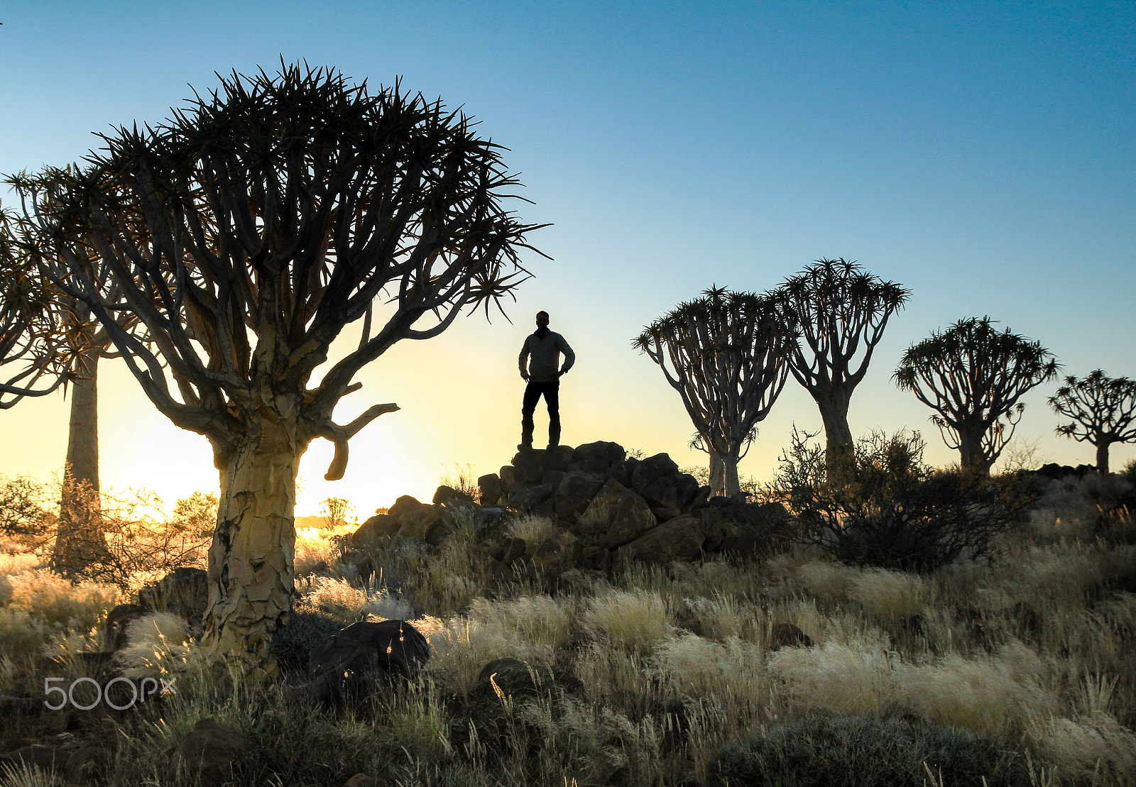 Canon EOS 550D (EOS Rebel T2i / EOS Kiss X4) sample photo. Man standing between silhouetted quiver trees. sunset sunrise in desert. photography