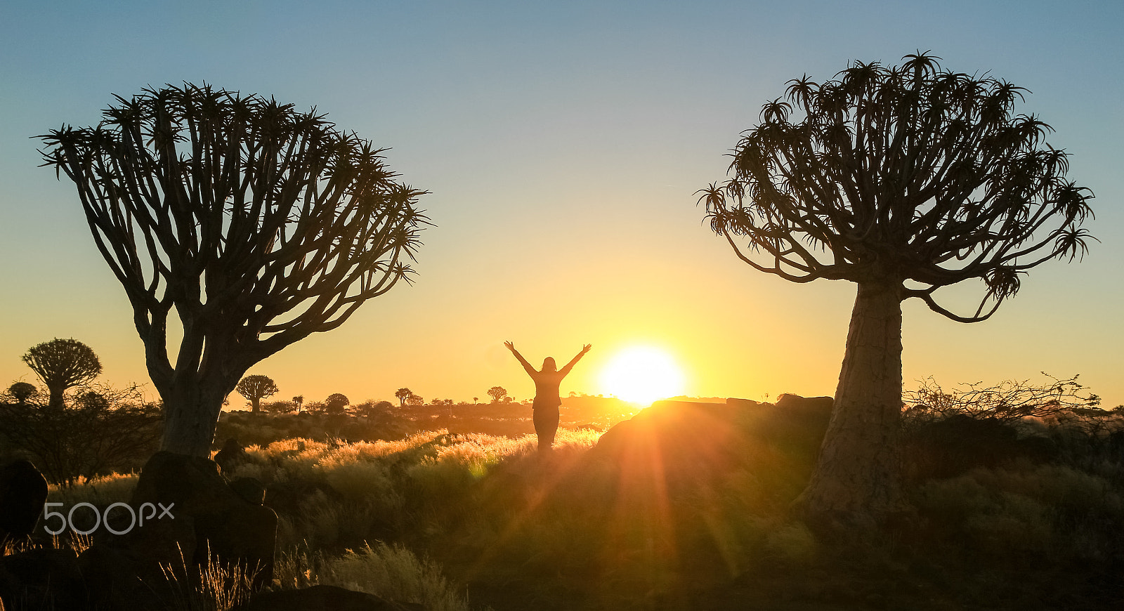 Canon EOS 550D (EOS Rebel T2i / EOS Kiss X4) sample photo. Happy successful winning woman arms up between trees at sunset photography