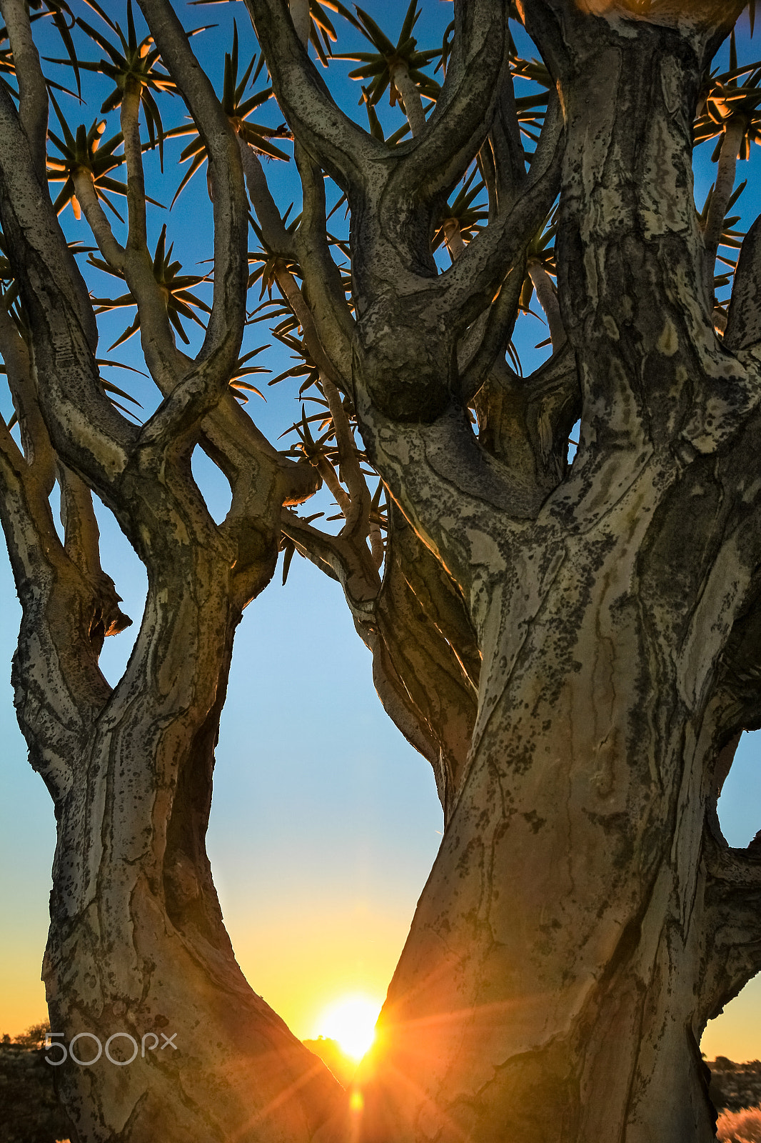 Canon EOS 550D (EOS Rebel T2i / EOS Kiss X4) sample photo. Beautiful african sunset shines trough branches of quiver tree. photography