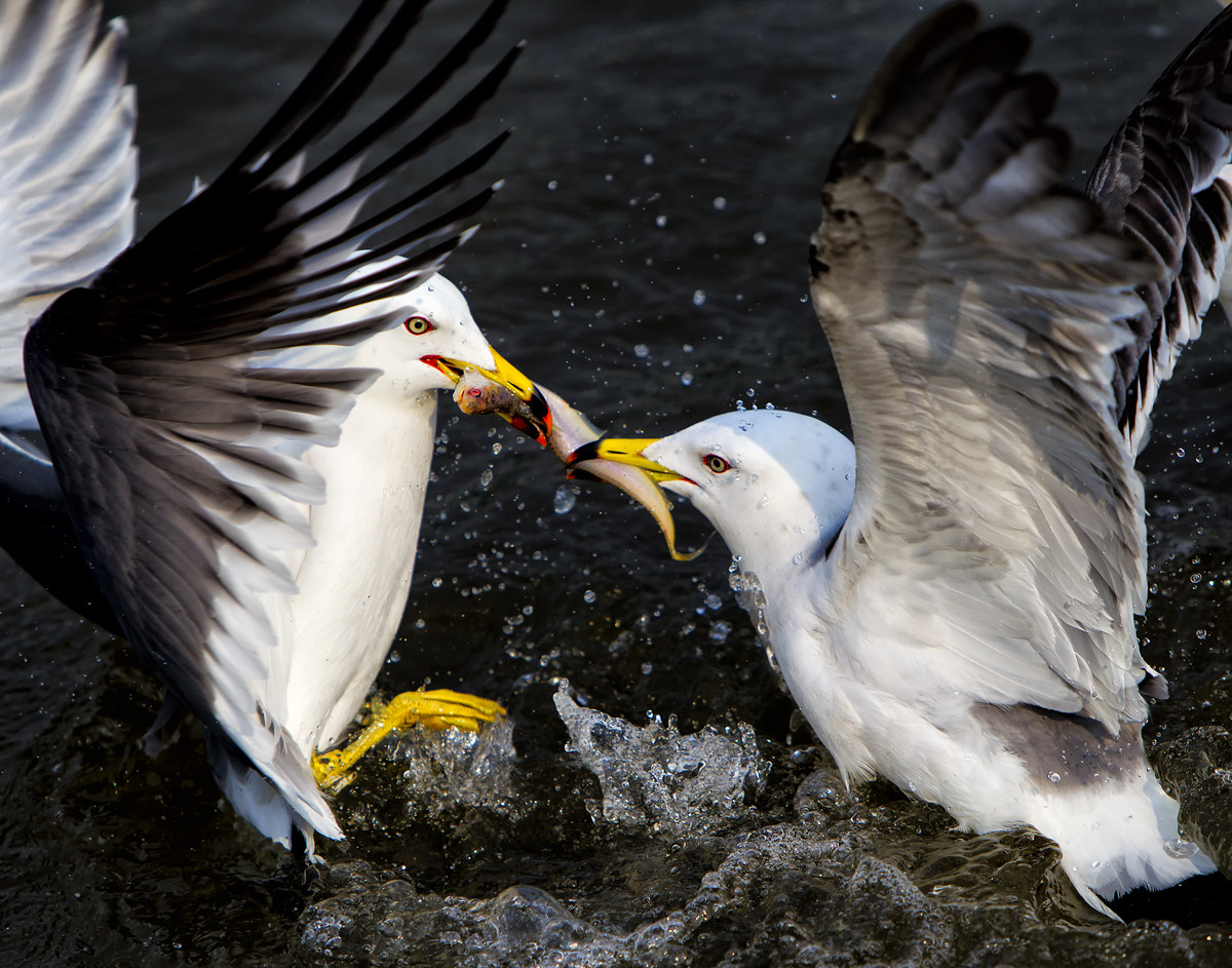 Canon EOS-1D Mark IV + Canon EF 70-200mm F2.8L IS USM sample photo. Sea gull photography