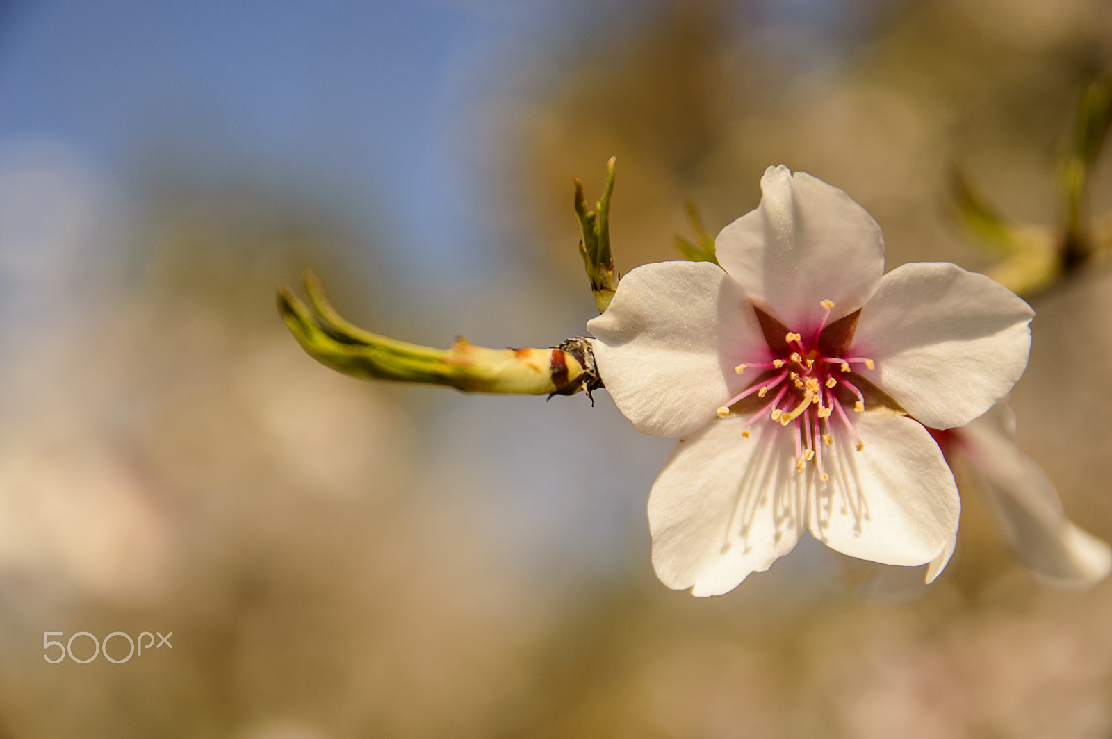 Nikon D3200 sample photo. Almond blossom photography