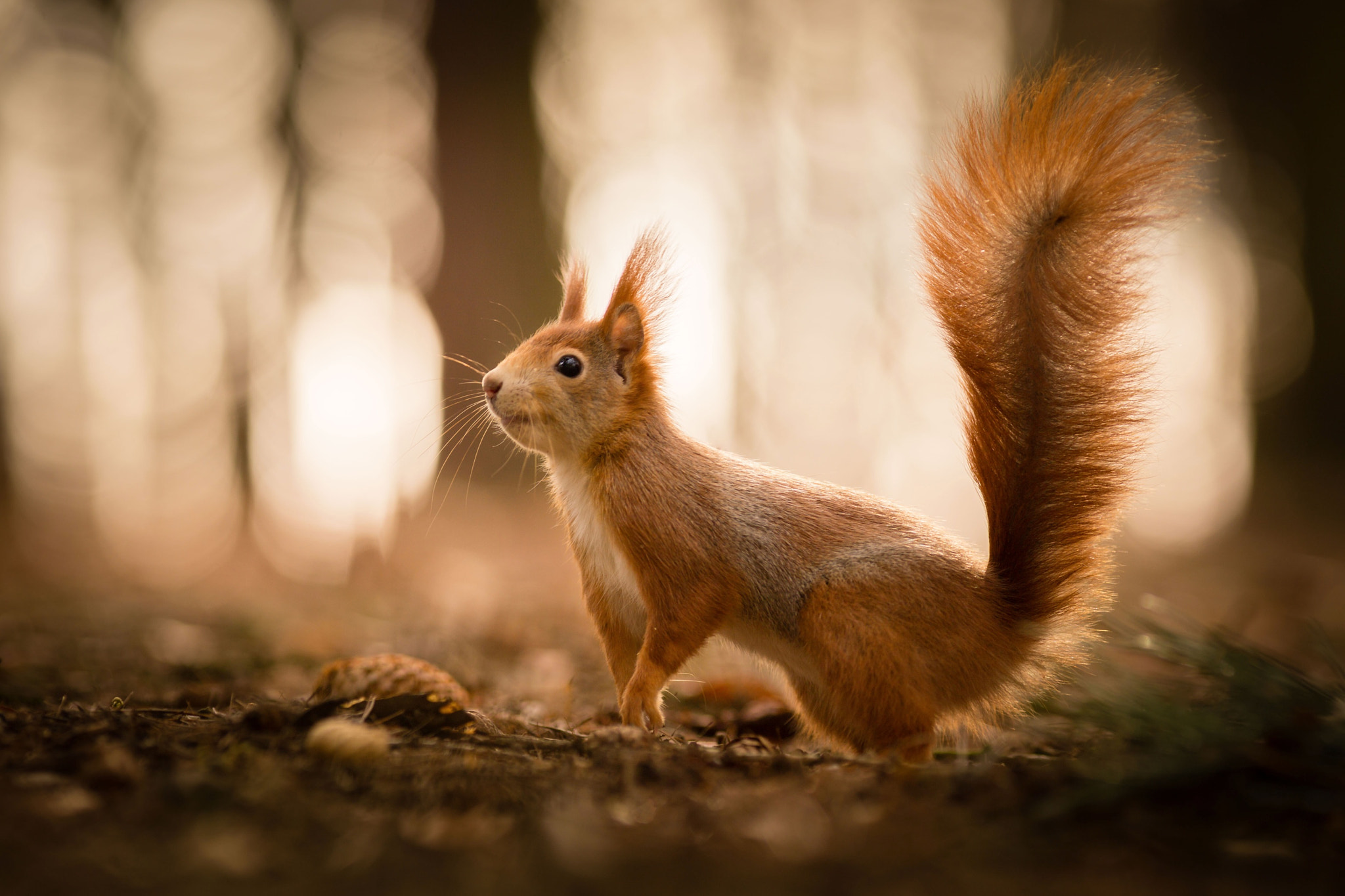 Canon EOS 6D + Canon EF 200mm F2.8L II USM sample photo. Animal model - squirrel photography