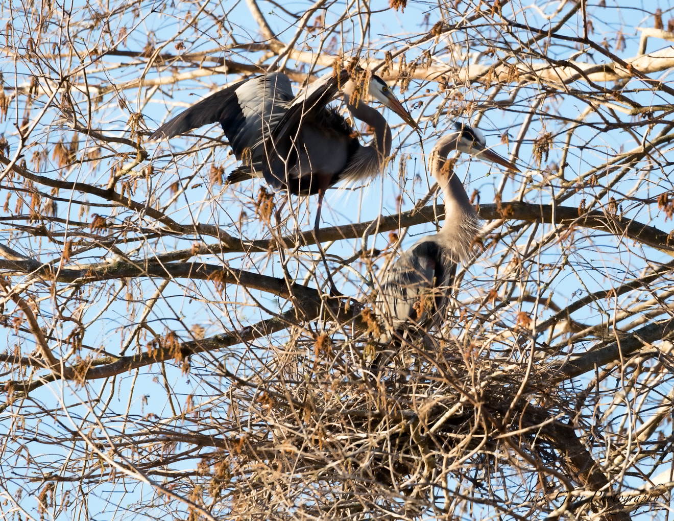 Canon EOS-1D X Mark II sample photo. Great blue heron delivering branch to mate photography
