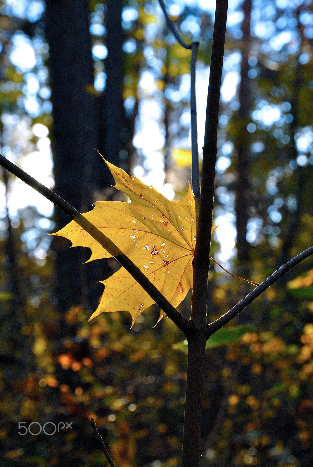 Nikon D3000 sample photo. Still life, ccd colors photography