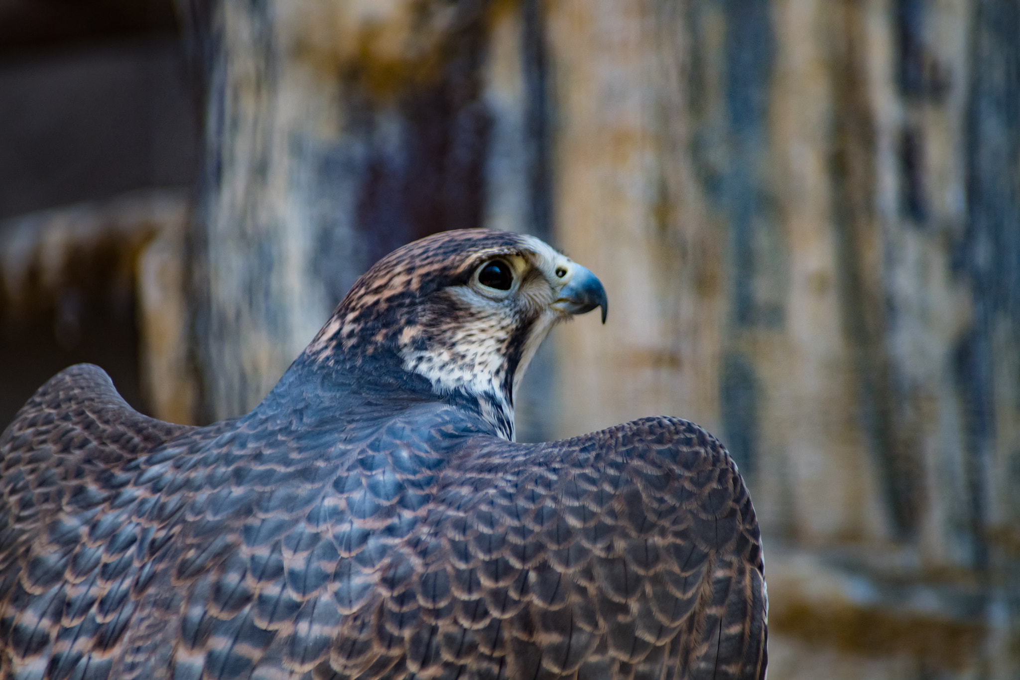 Pentax K-S2 + Sigma sample photo. Peregrine falcon photography