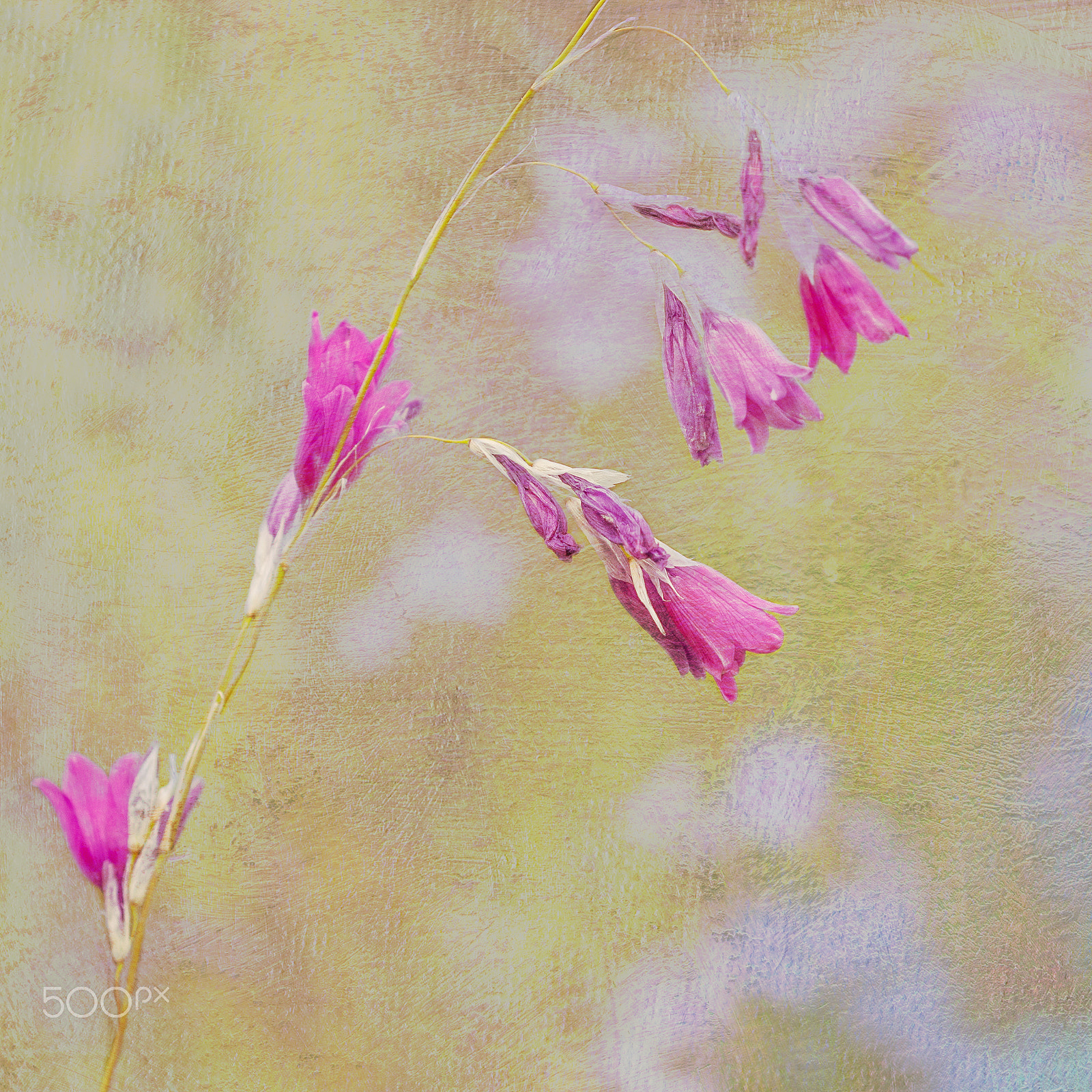 Olympus M.Zuiko Digital 45mm F1.8 sample photo. Dierama - angel's fishing rod plany photography