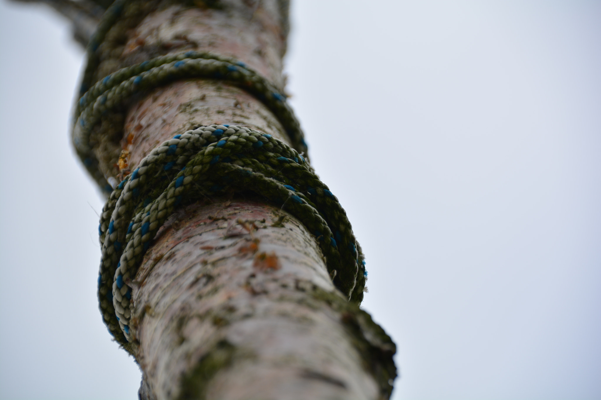 Sigma 18-250mm F3.5-6.3 DC Macro OS HSM sample photo. Rope on the tree photography