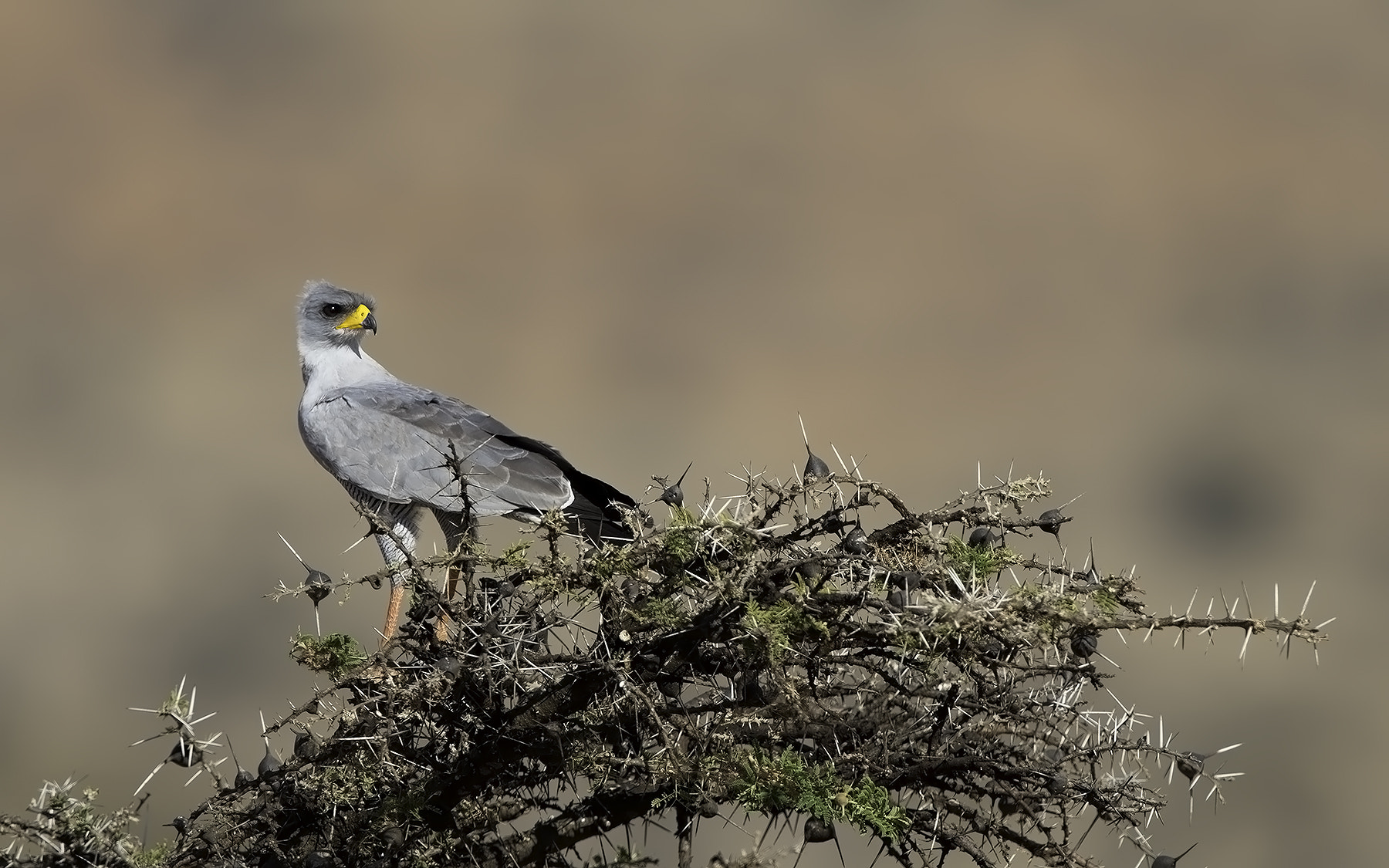 Canon EF 600mm F4L IS II USM sample photo. Goshawk photography
