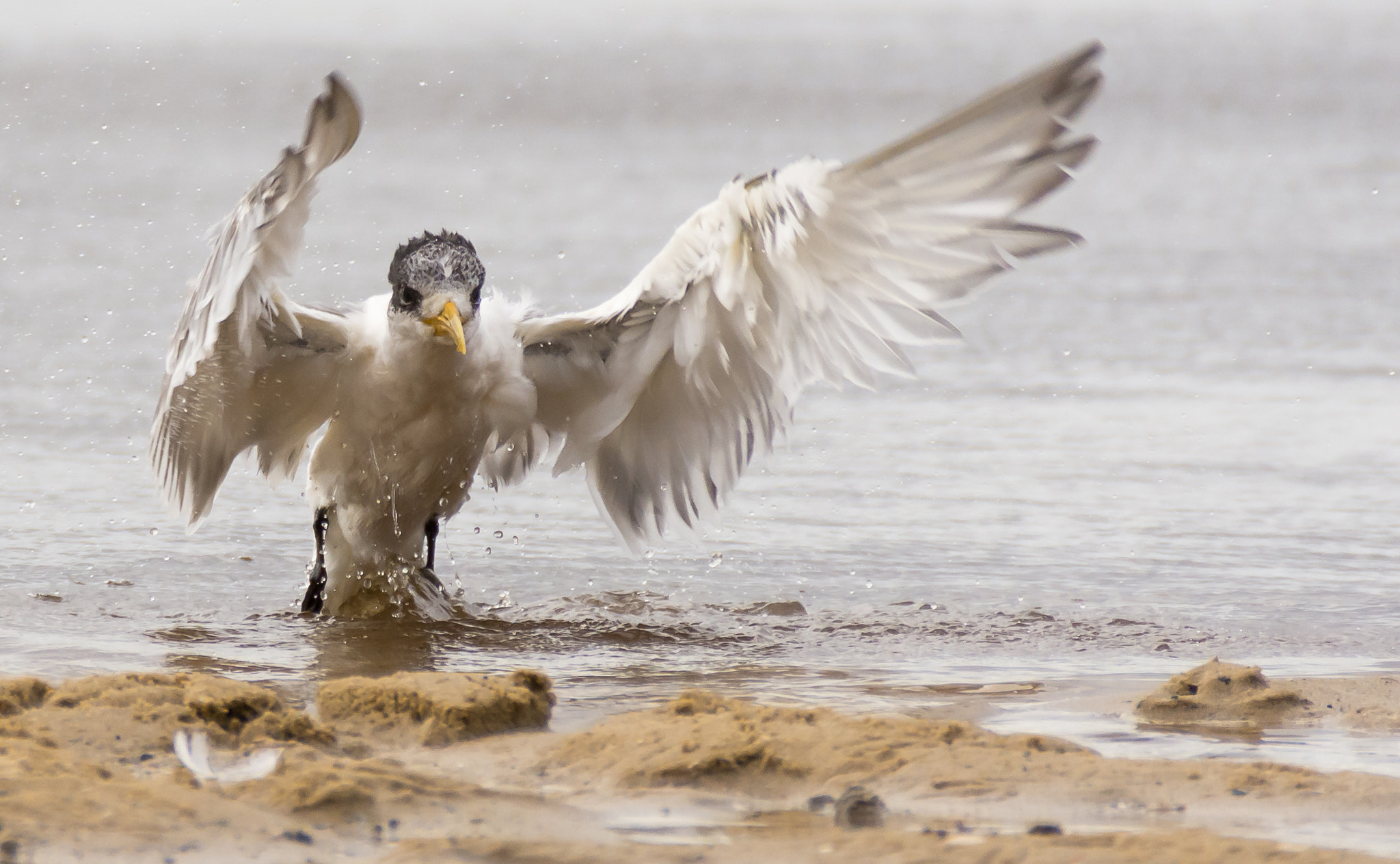 Nikon D7200 sample photo. Crested tern ( thalasseus bergii ) during a bath photography