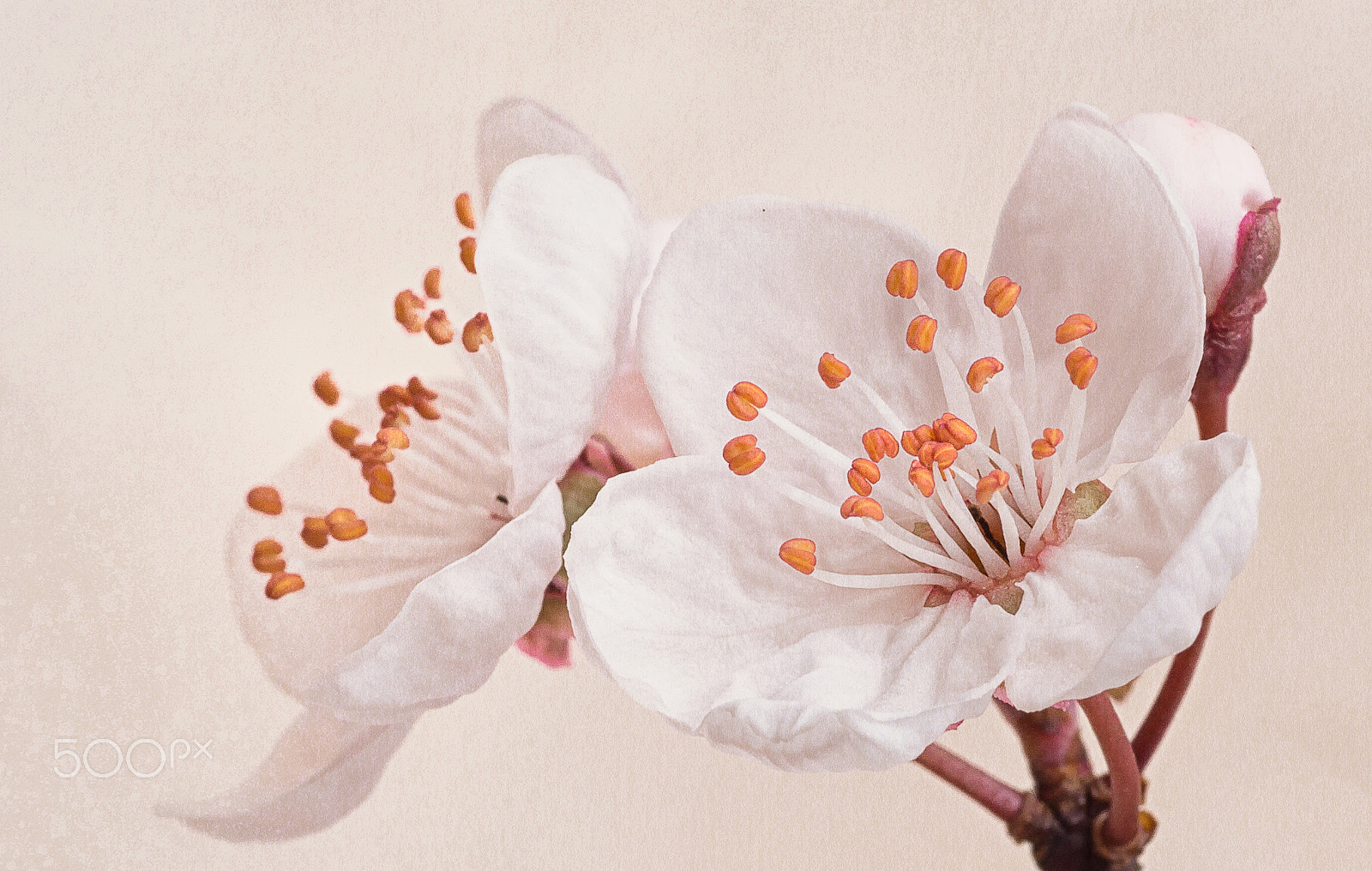 Olympus OM-D E-M5 sample photo. Cherry blossom photography