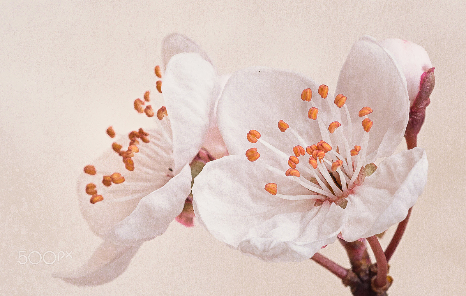 Olympus M.Zuiko Digital ED 60mm F2.8 Macro sample photo. Cherry blossom photography