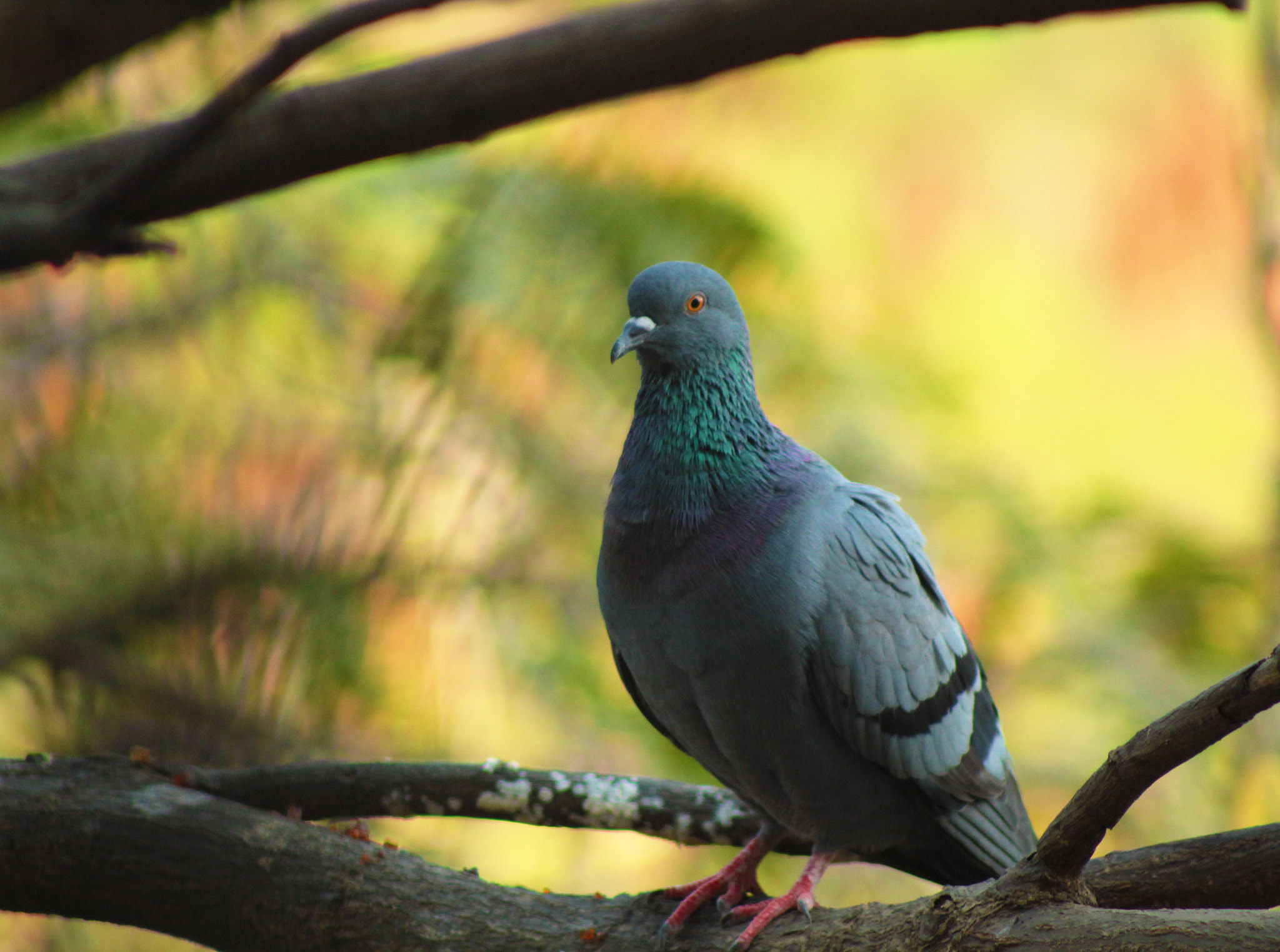 Canon EF 75-300mm f/4-5.6 USM sample photo. The pigeon photography