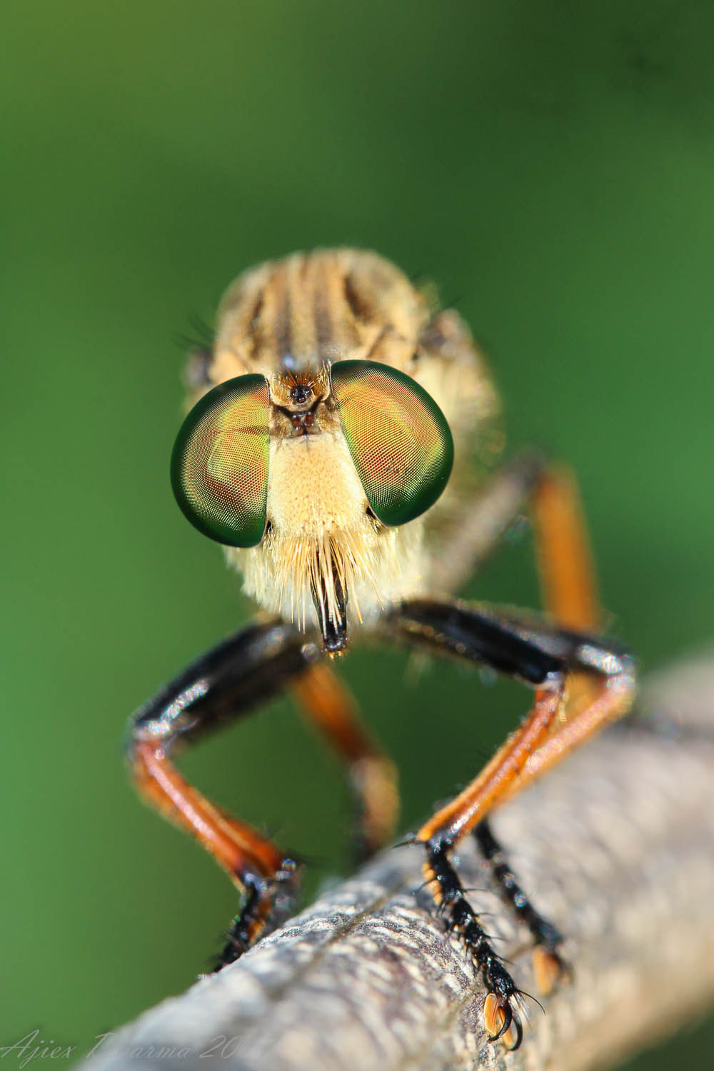 Canon EF-S 60mm F2.8 Macro USM sample photo. Im watching u  photography