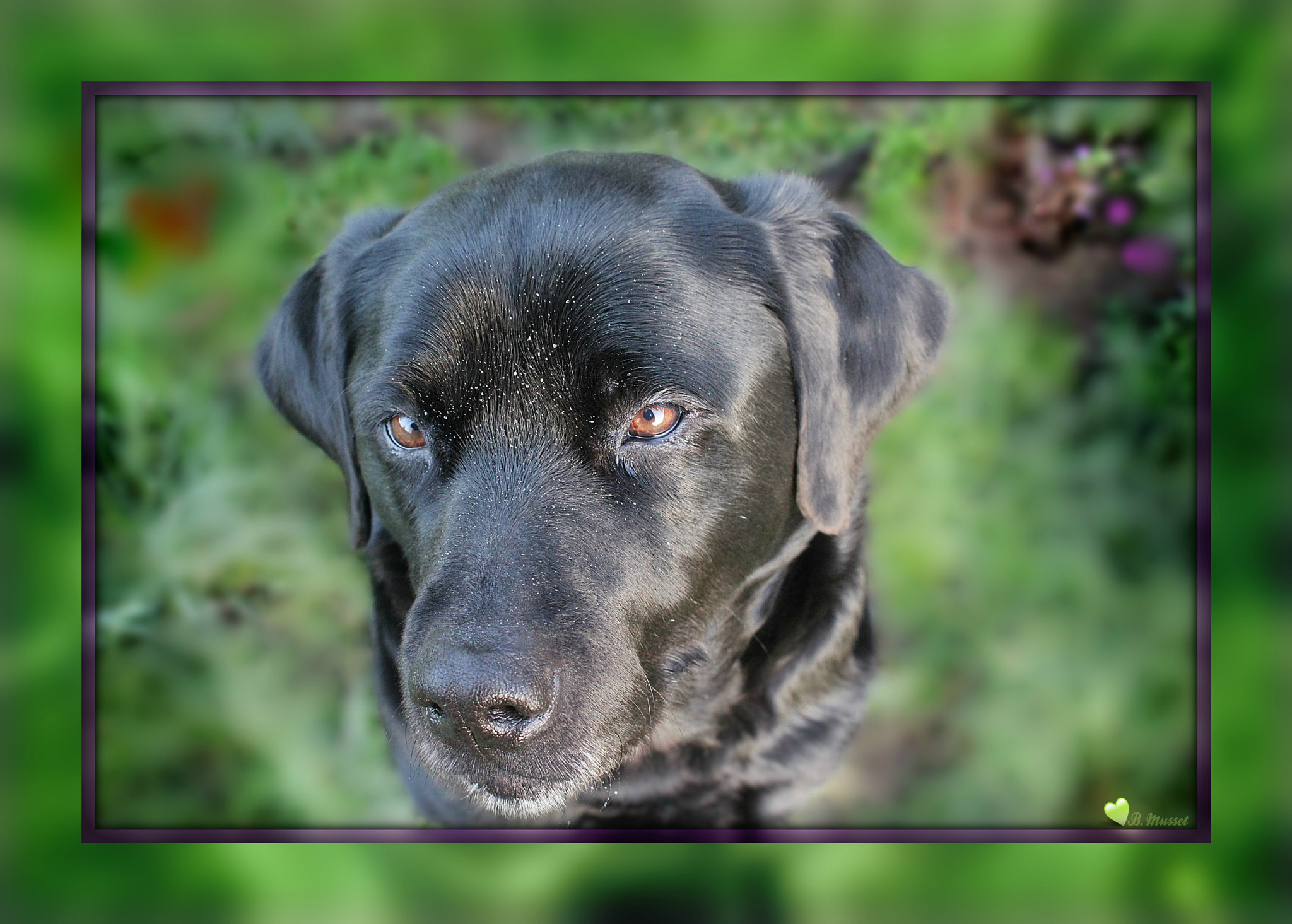 Canon EOS 1200D (EOS Rebel T5 / EOS Kiss X70 / EOS Hi) sample photo. Dona, a black beauty ❤ photography