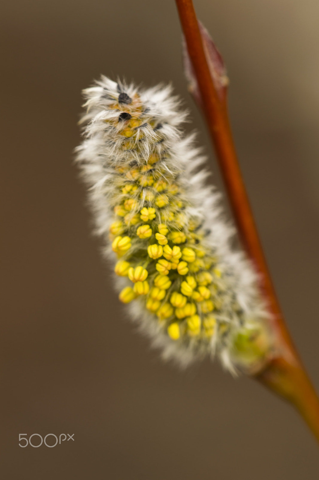 Nikon D3300 + Sigma 150mm F2.8 EX DG Macro HSM sample photo. Full catkin photography