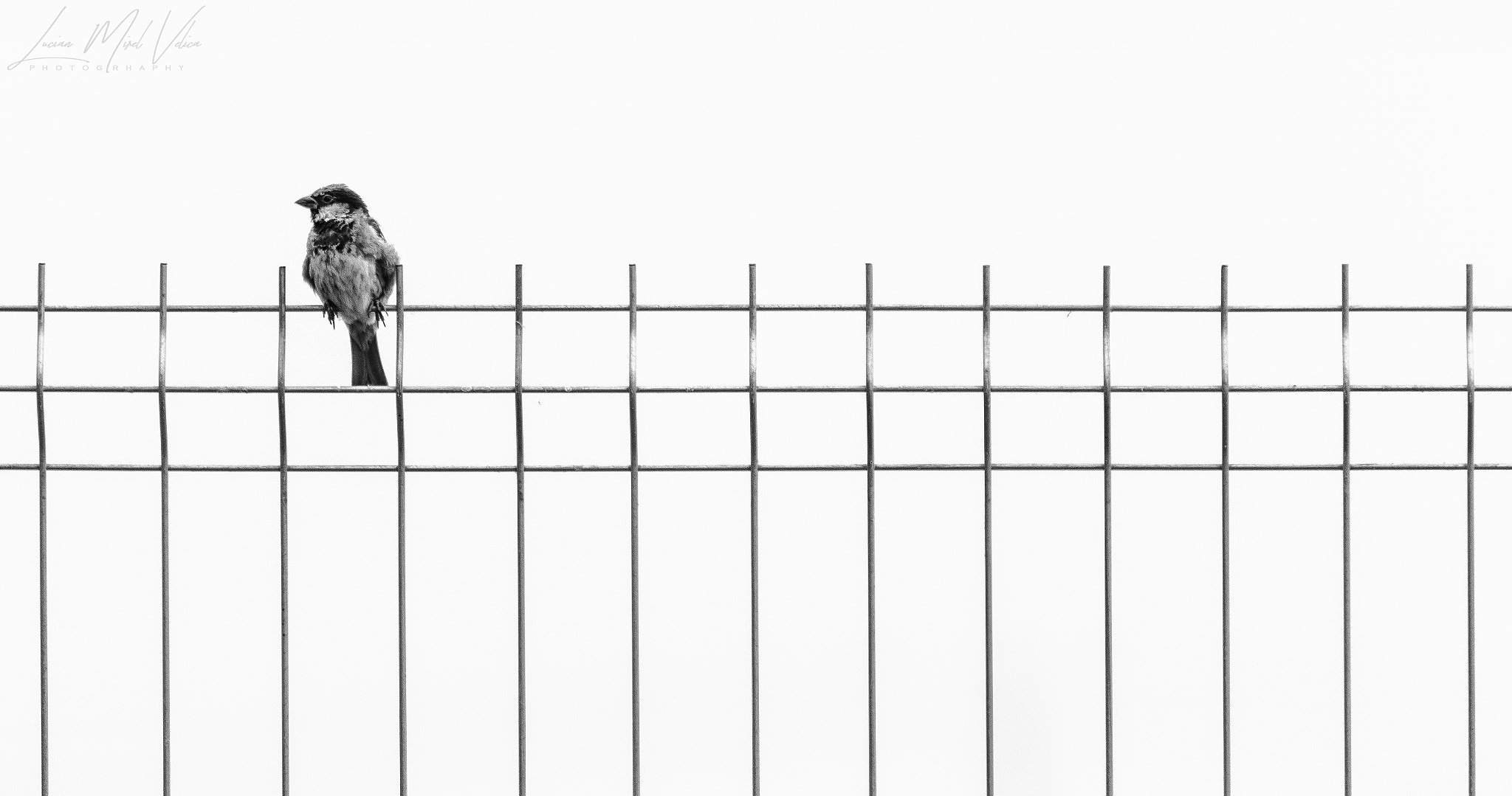 Canon EF 70-300mm F4-5.6 IS USM sample photo. Minimalistic bird photography