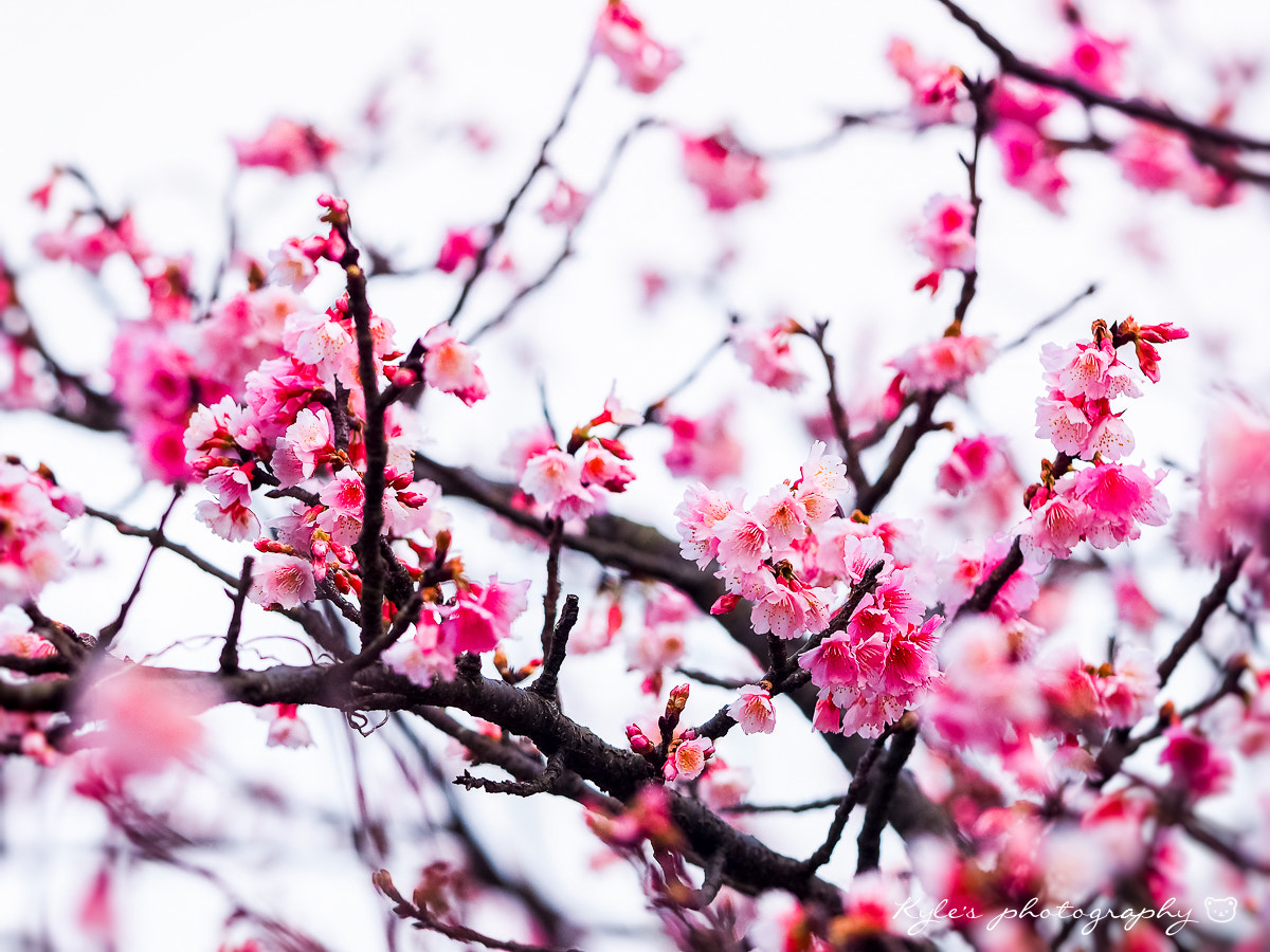 Olympus OM-D E-M1 + Sigma 150mm F2.8 EX DG Macro HSM sample photo. Sakura photography