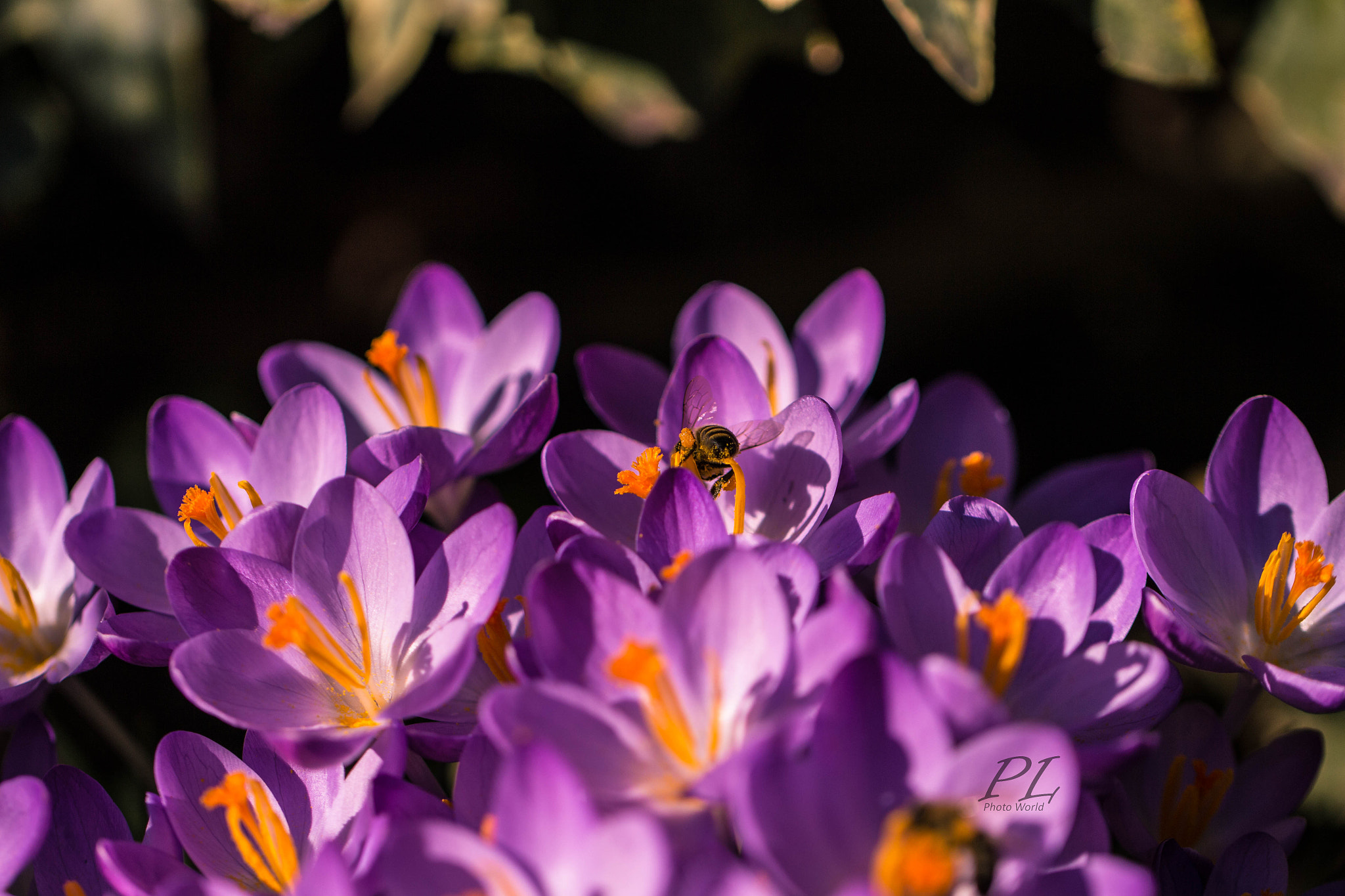 Canon EF 100mm F2.8L Macro IS USM sample photo. Spring photography